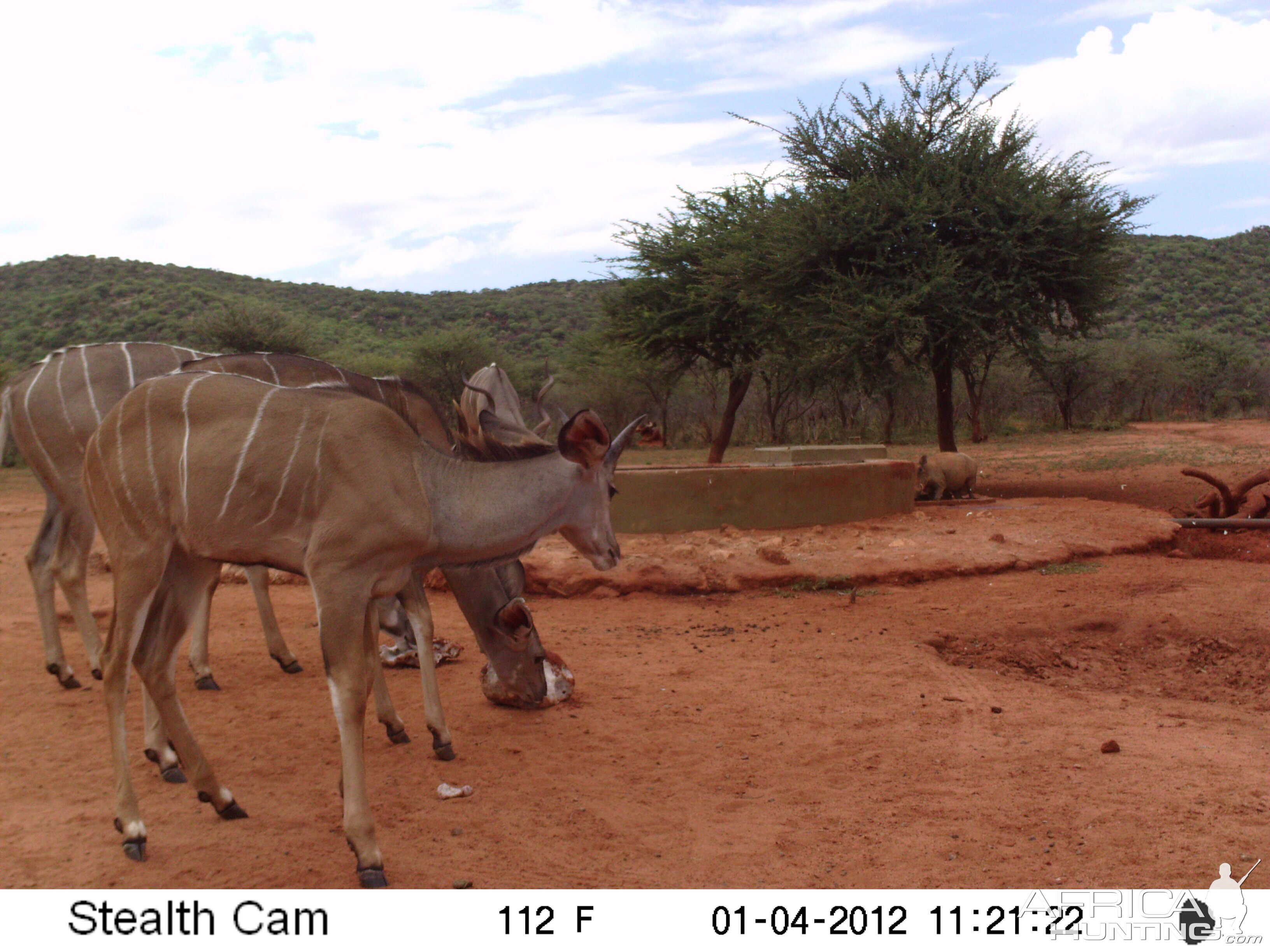 Trail Camera Namibia