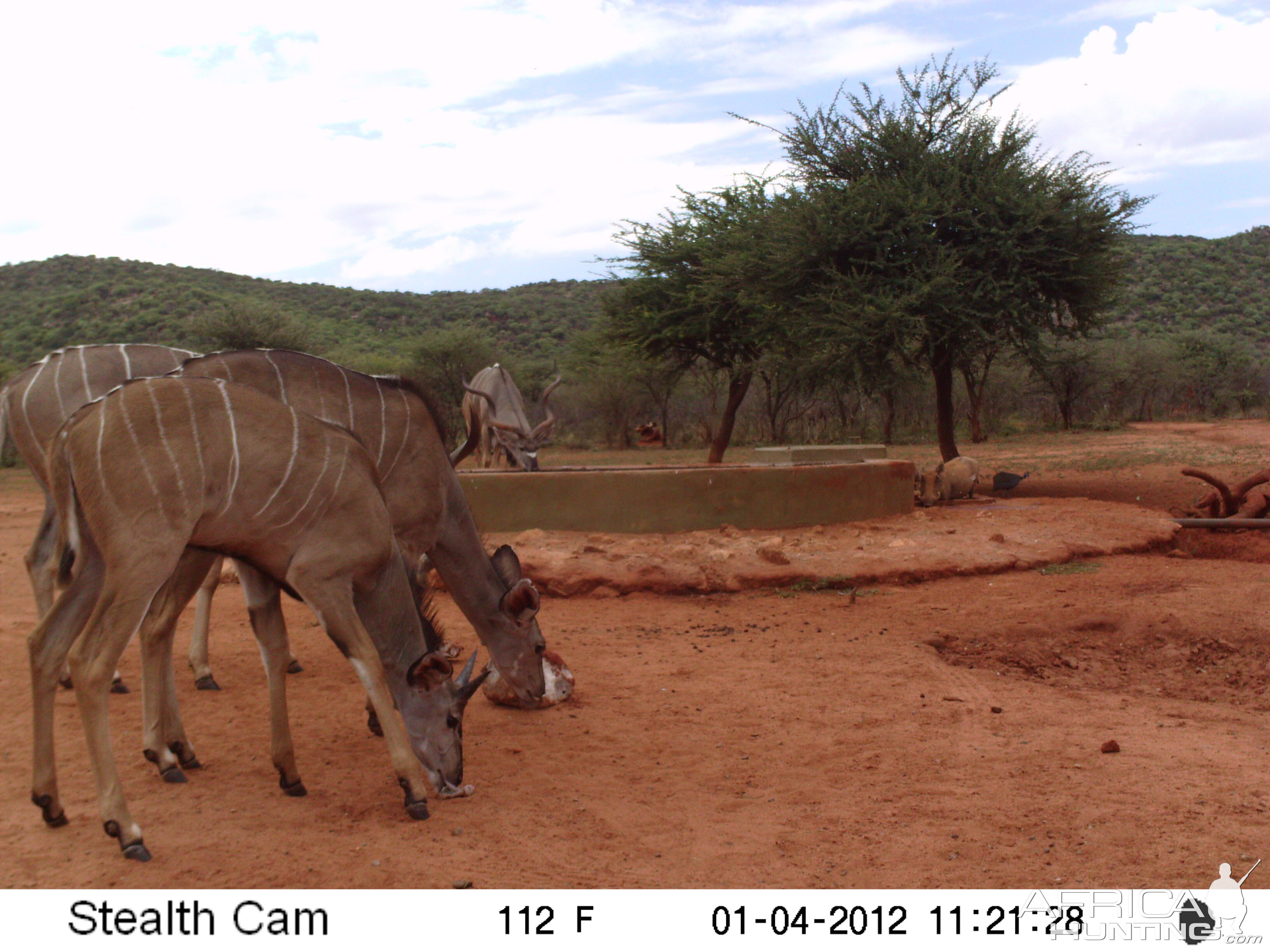 Trail Camera Namibia