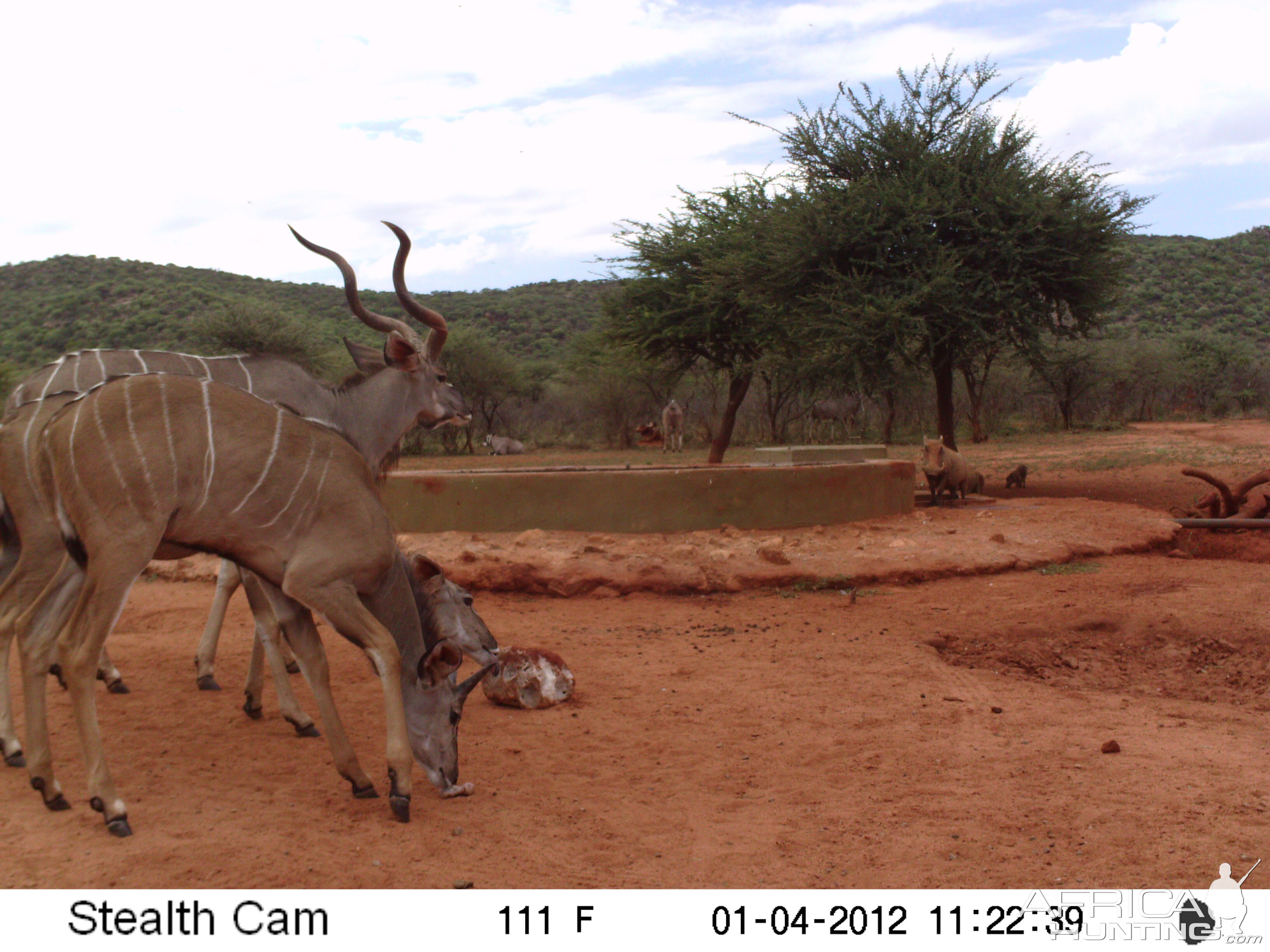 Trail Camera Namibia