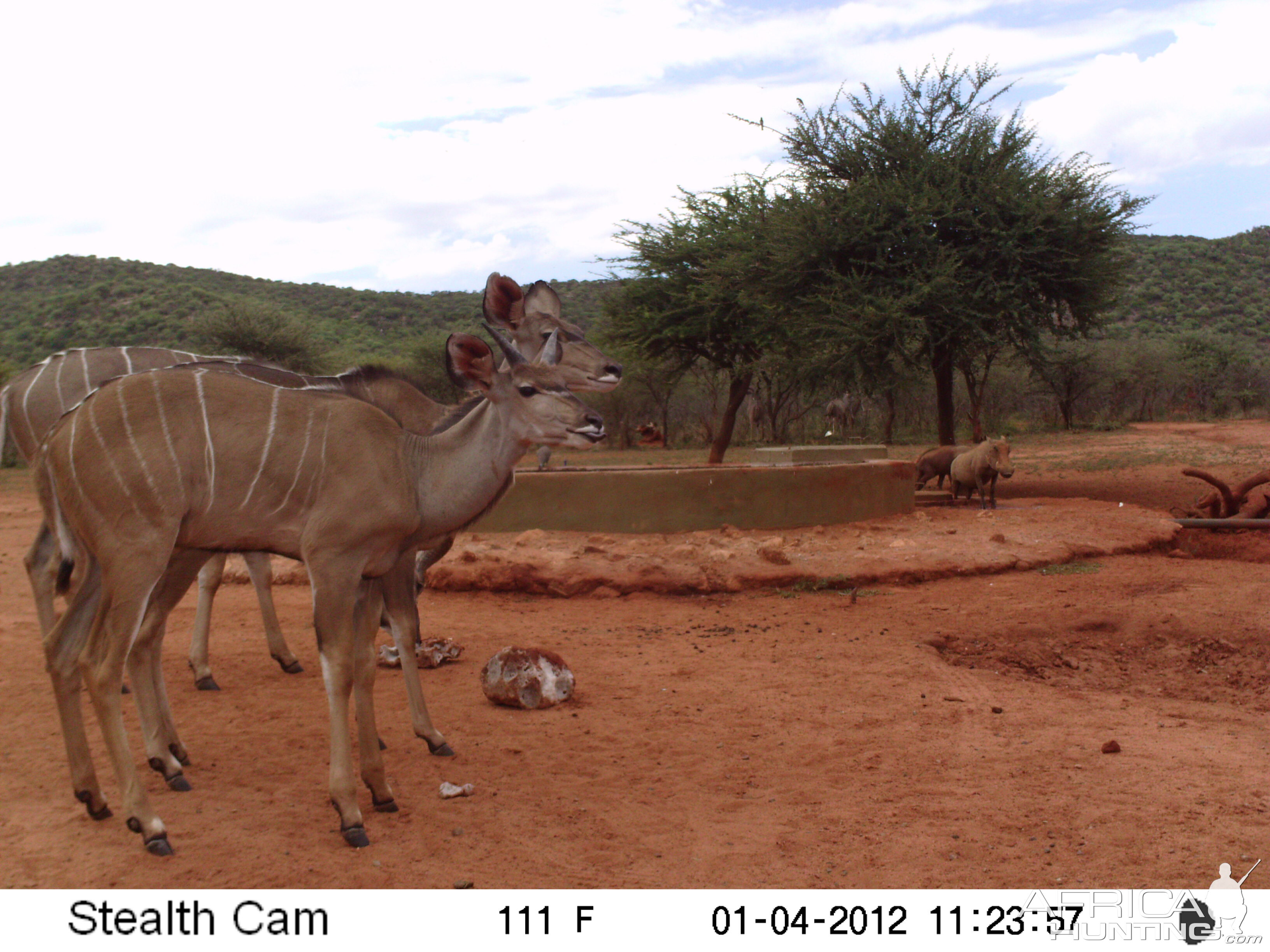 Trail Camera Namibia