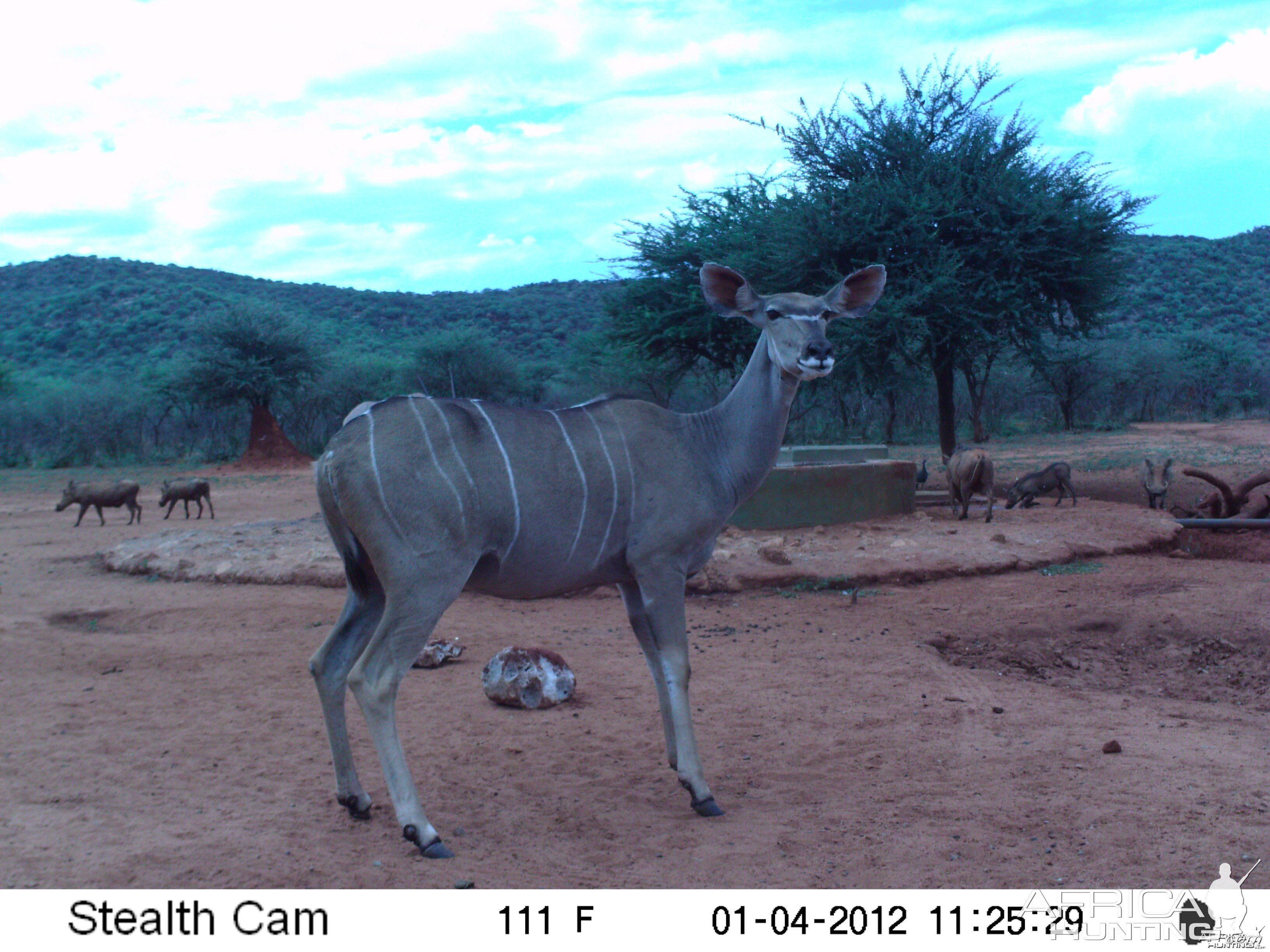 Trail Camera Namibia