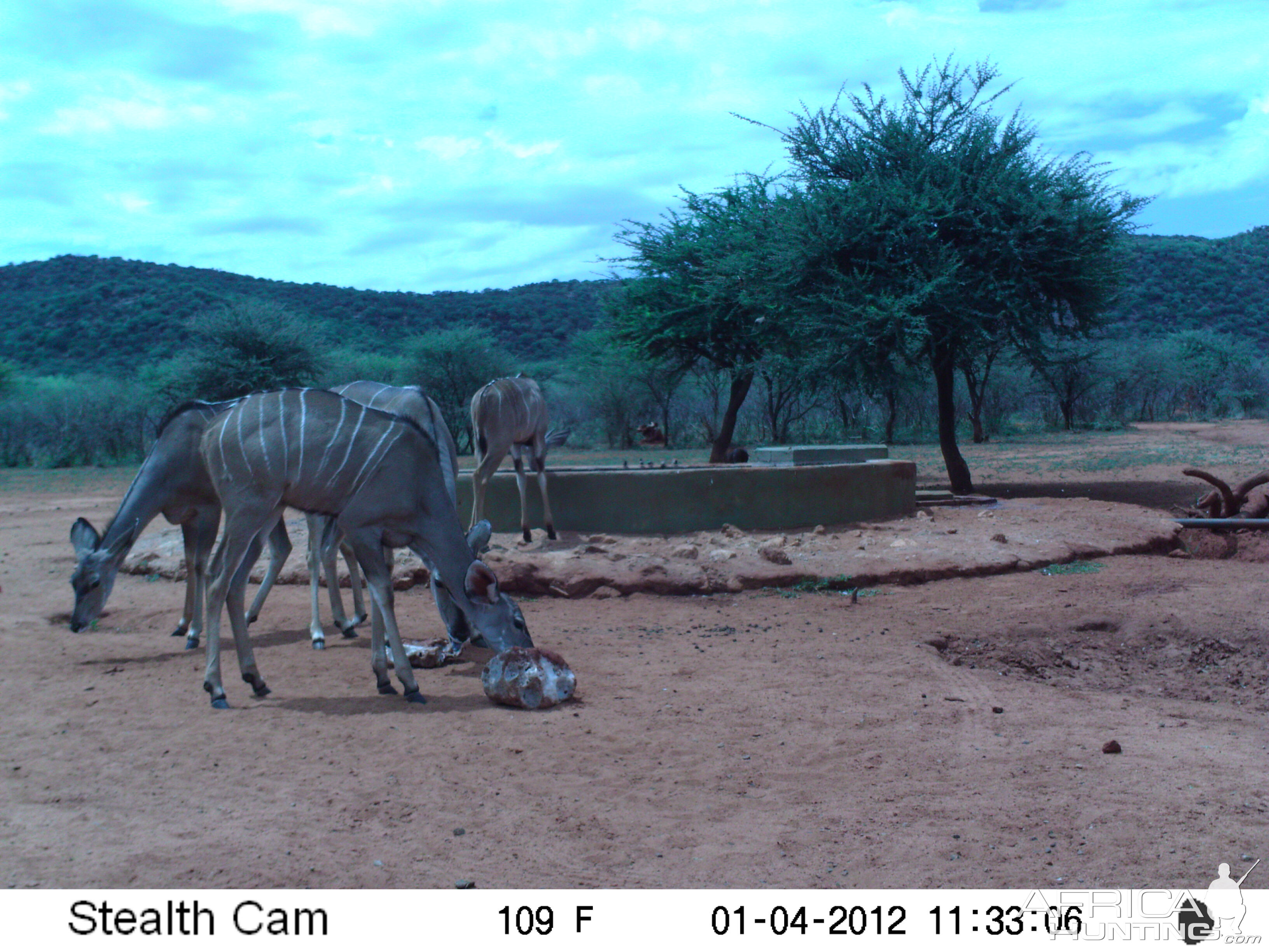 Trail Camera Namibia