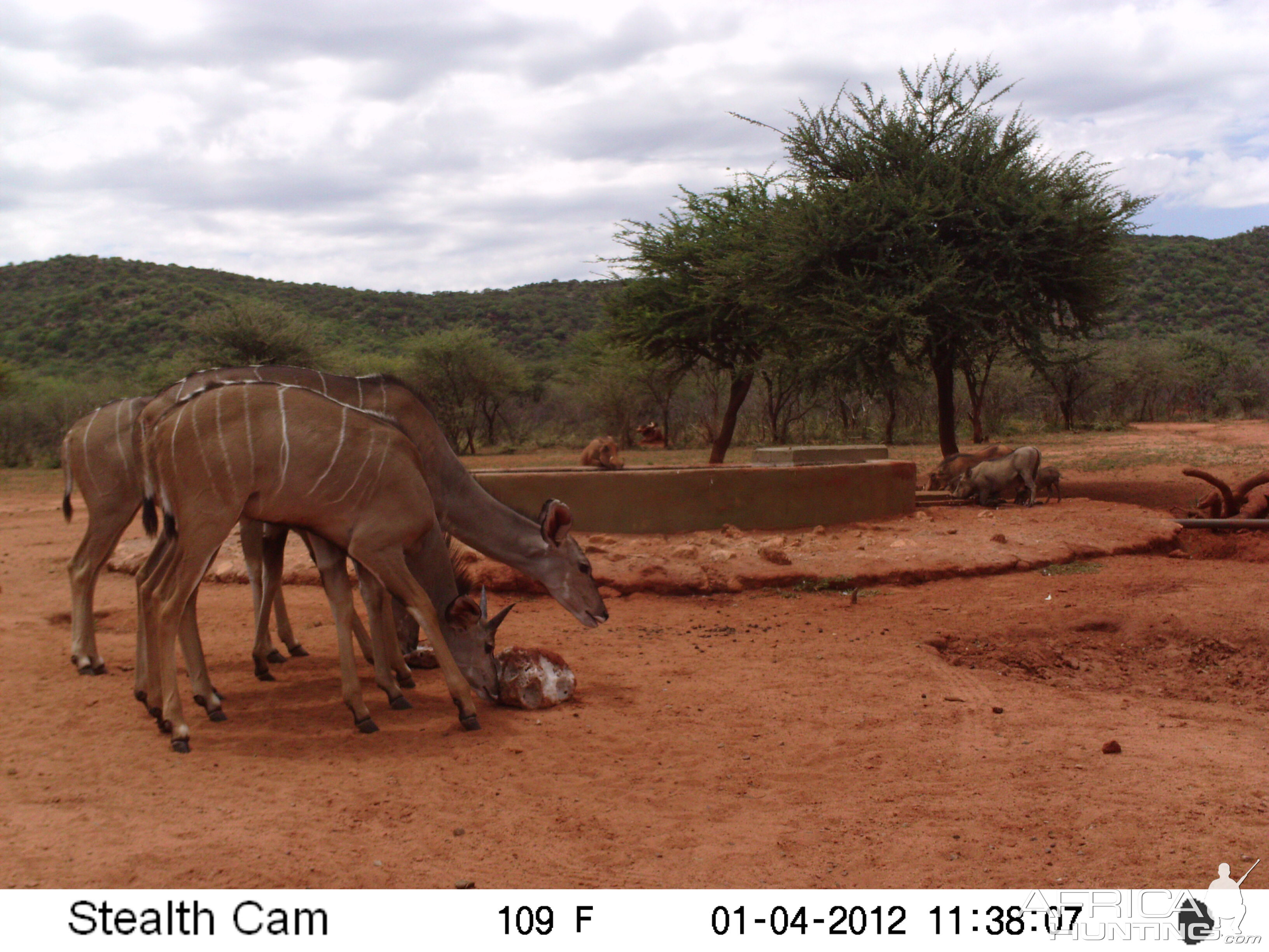 Trail Camera Namibia