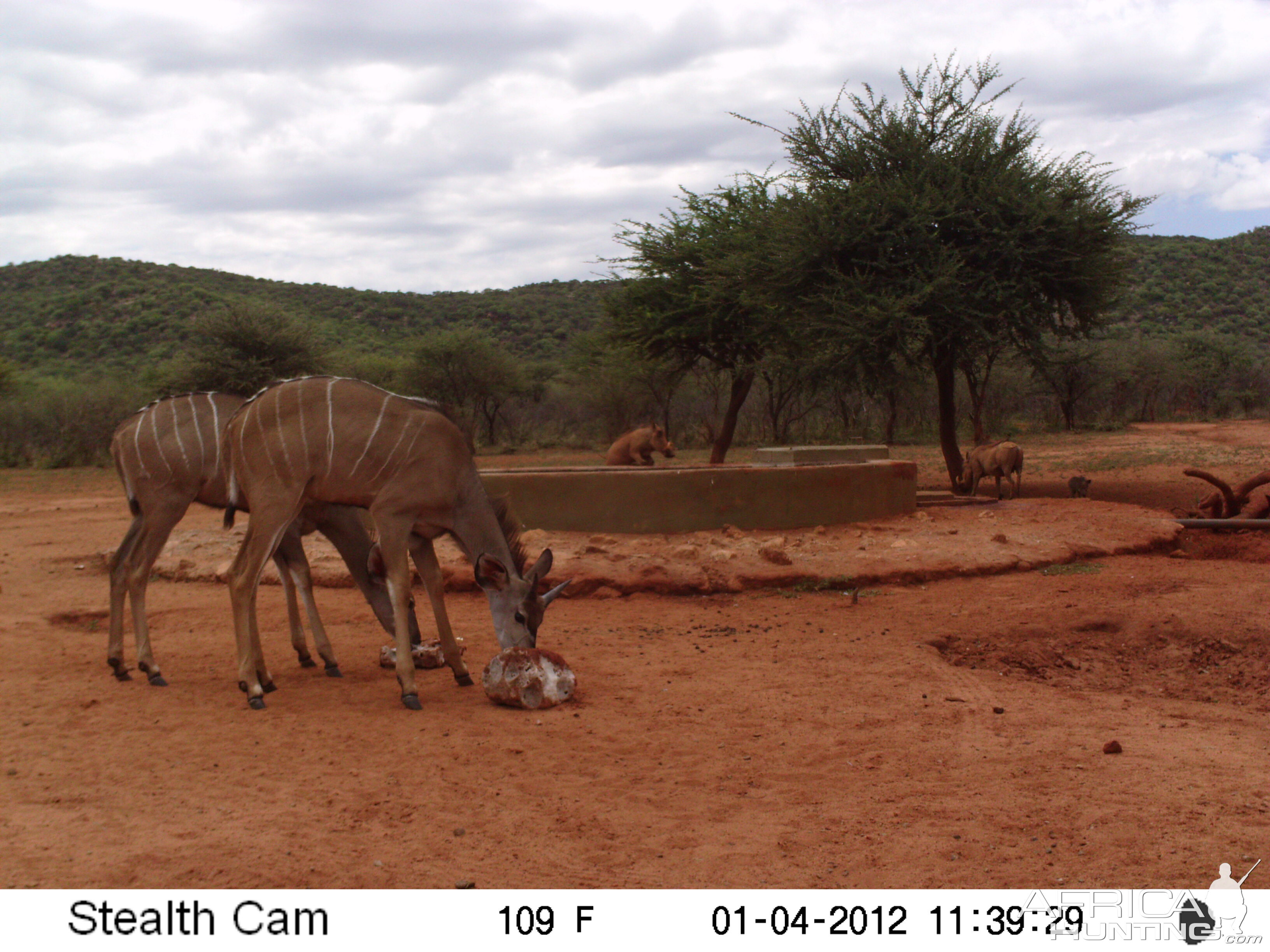 Trail Camera Namibia