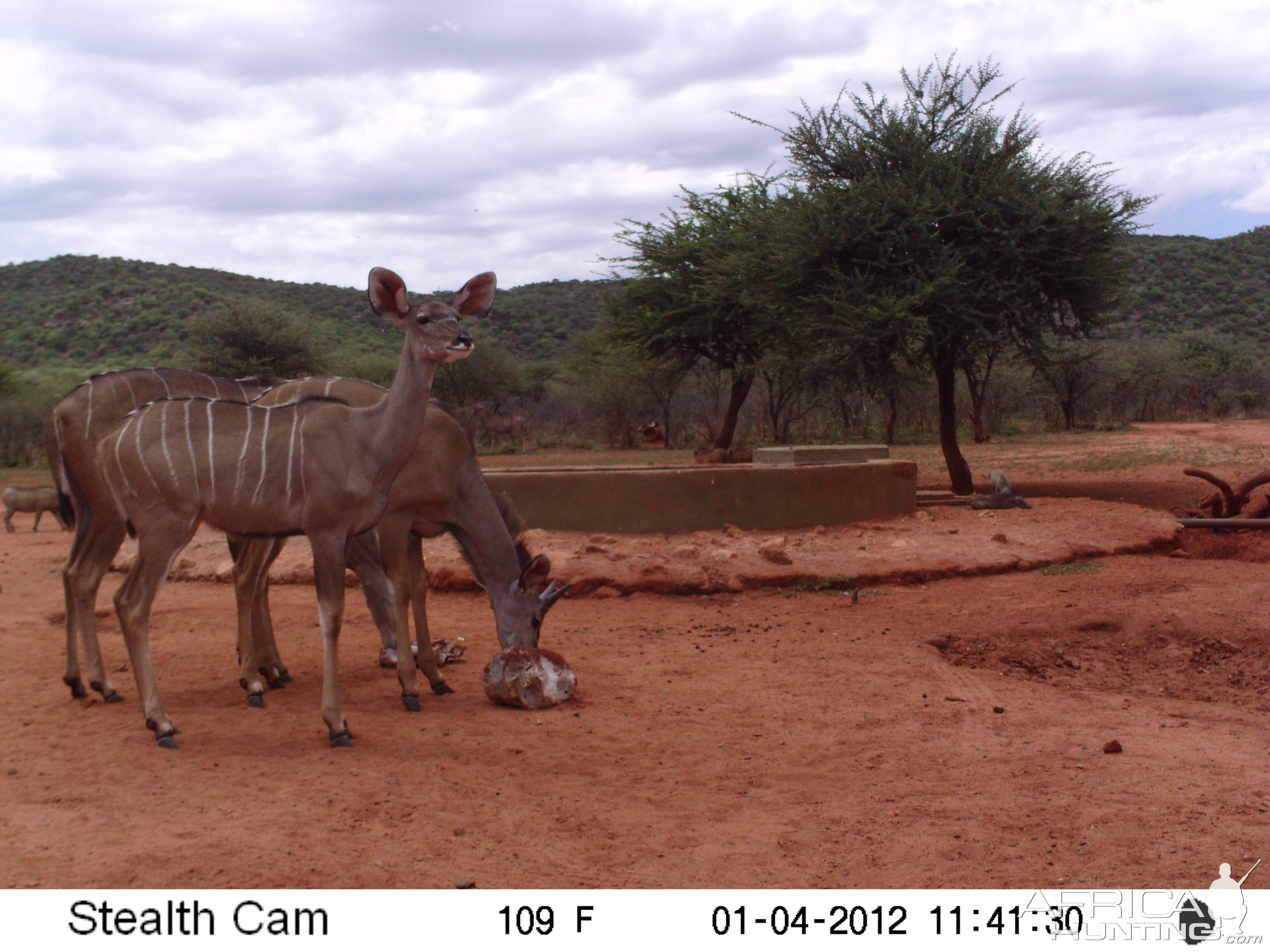 Trail Camera Namibia