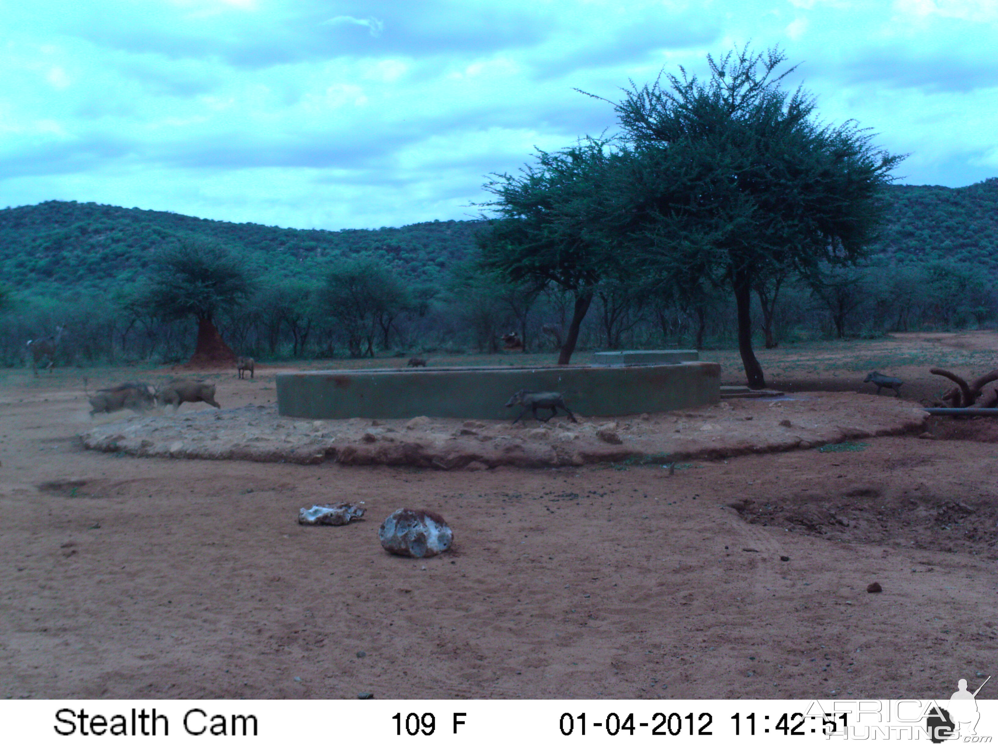 Trail Camera Namibia