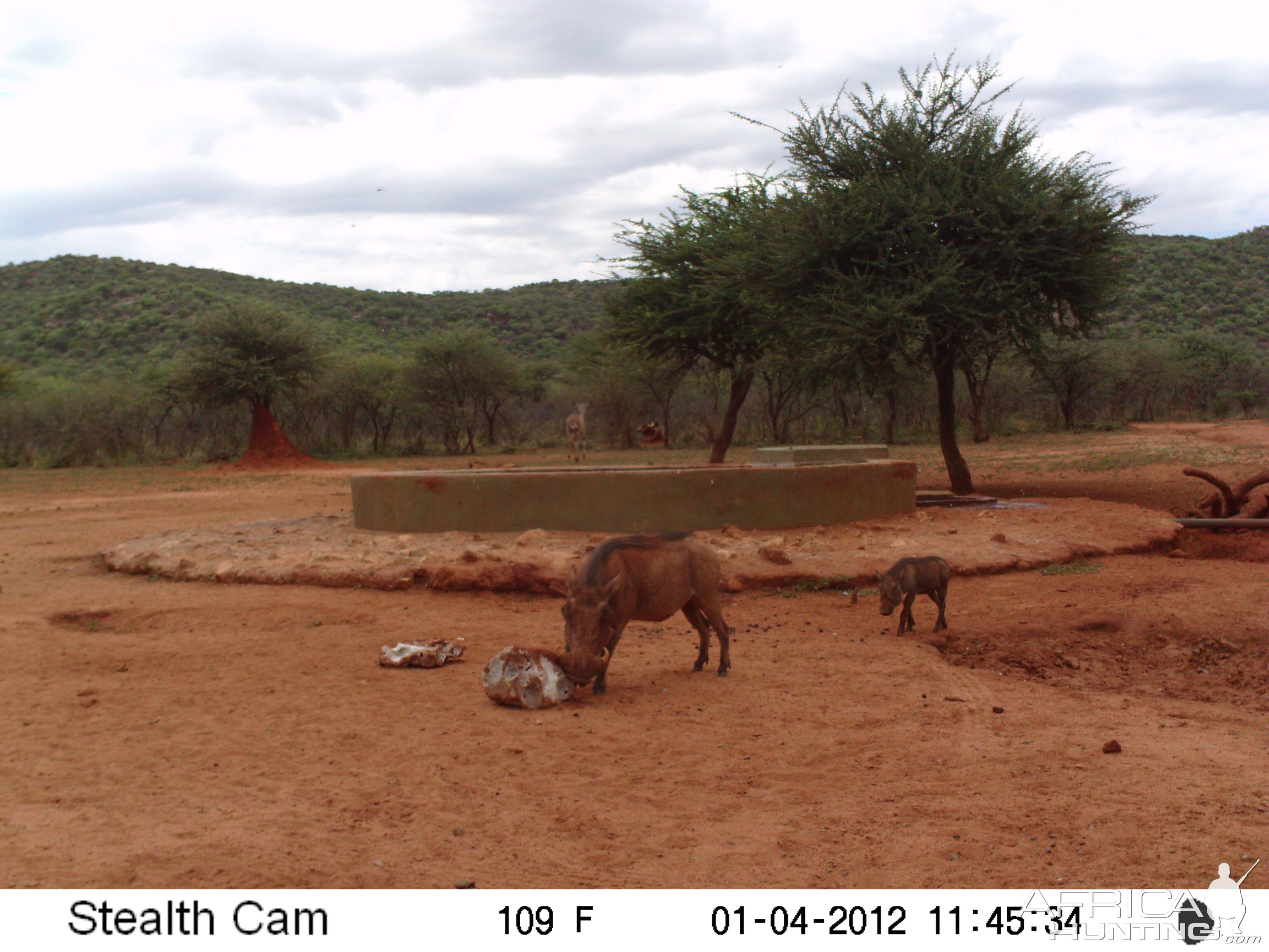 Trail Camera Namibia