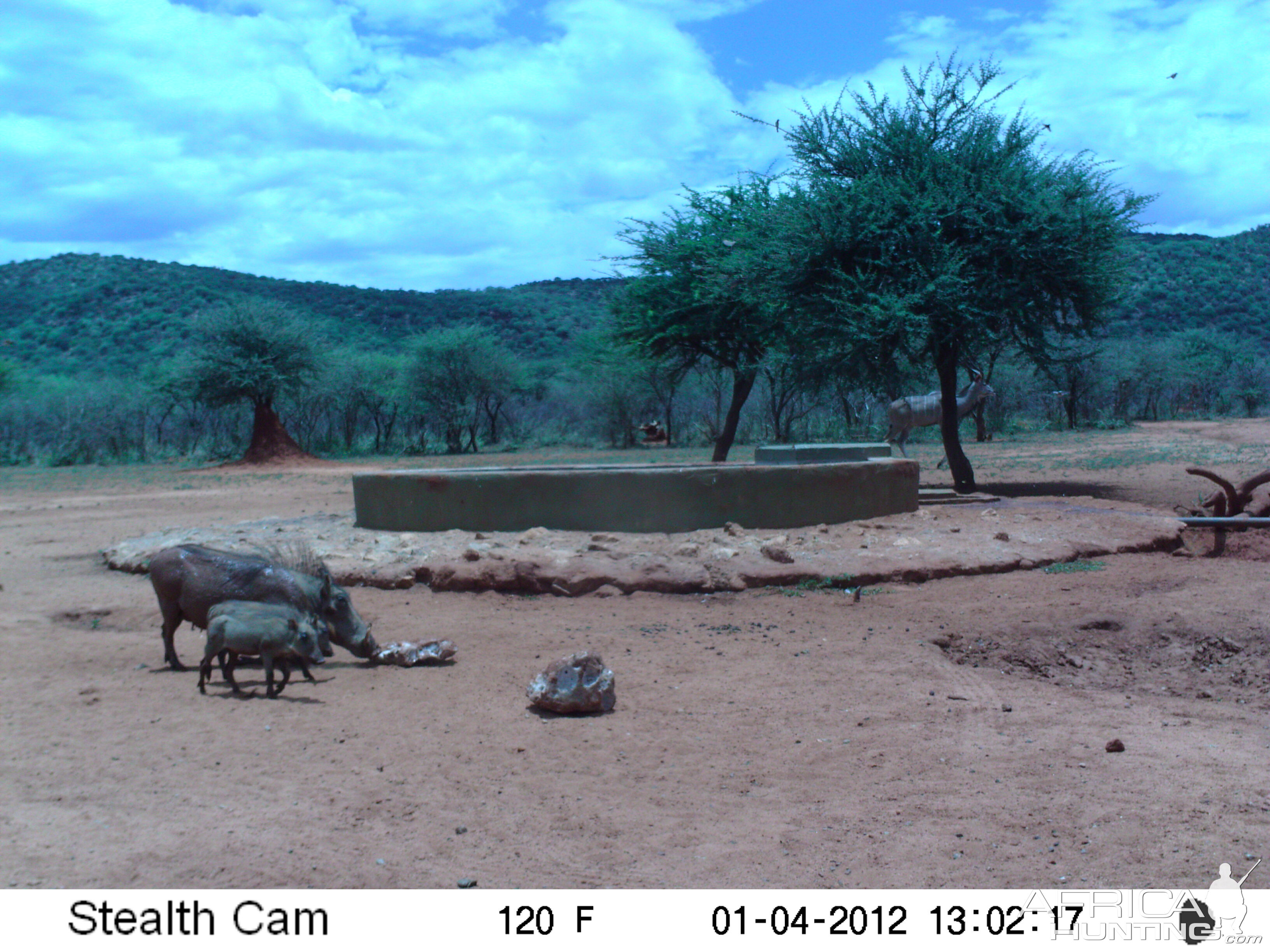 Trail Camera Namibia