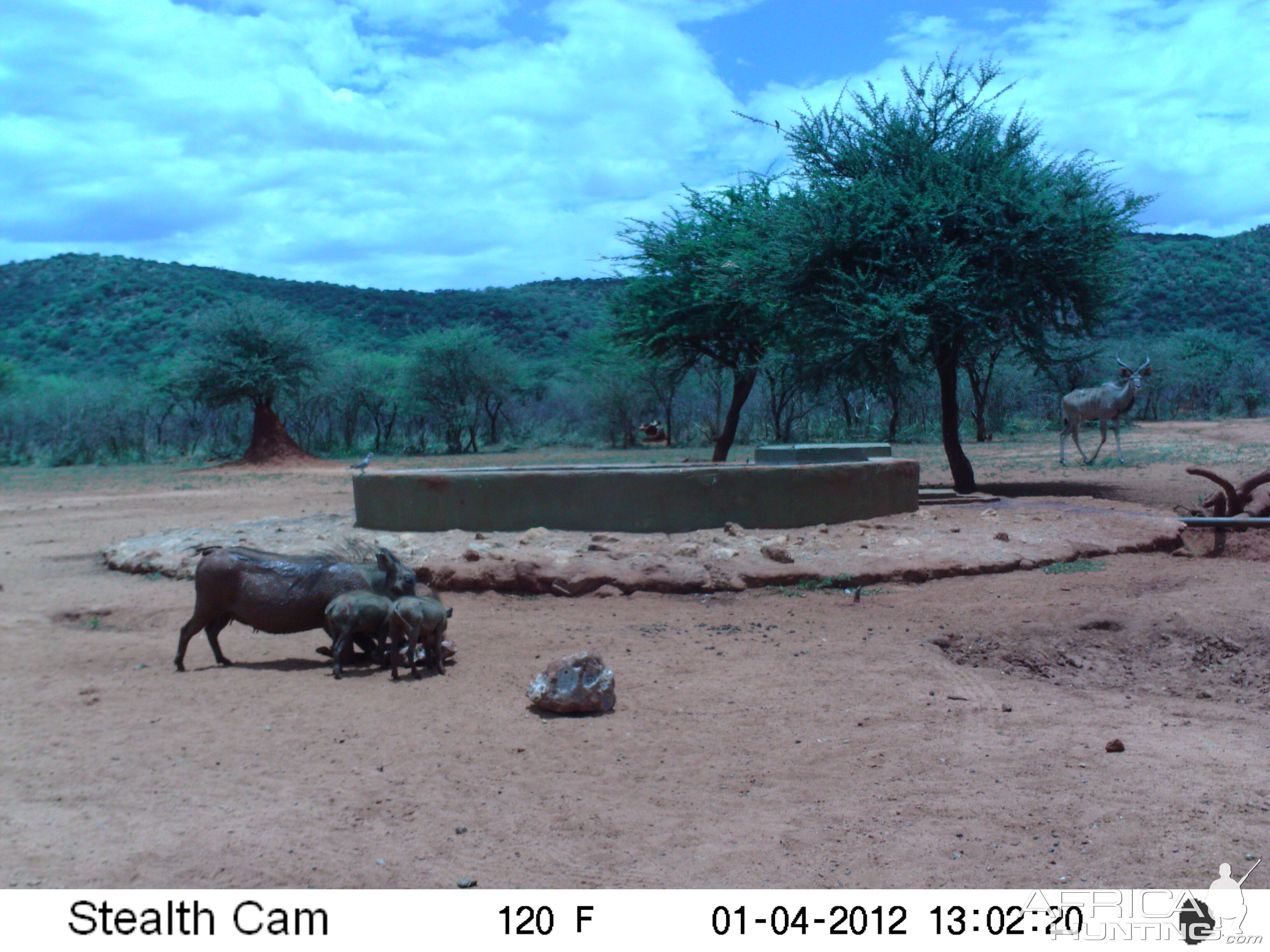 Trail Camera Namibia