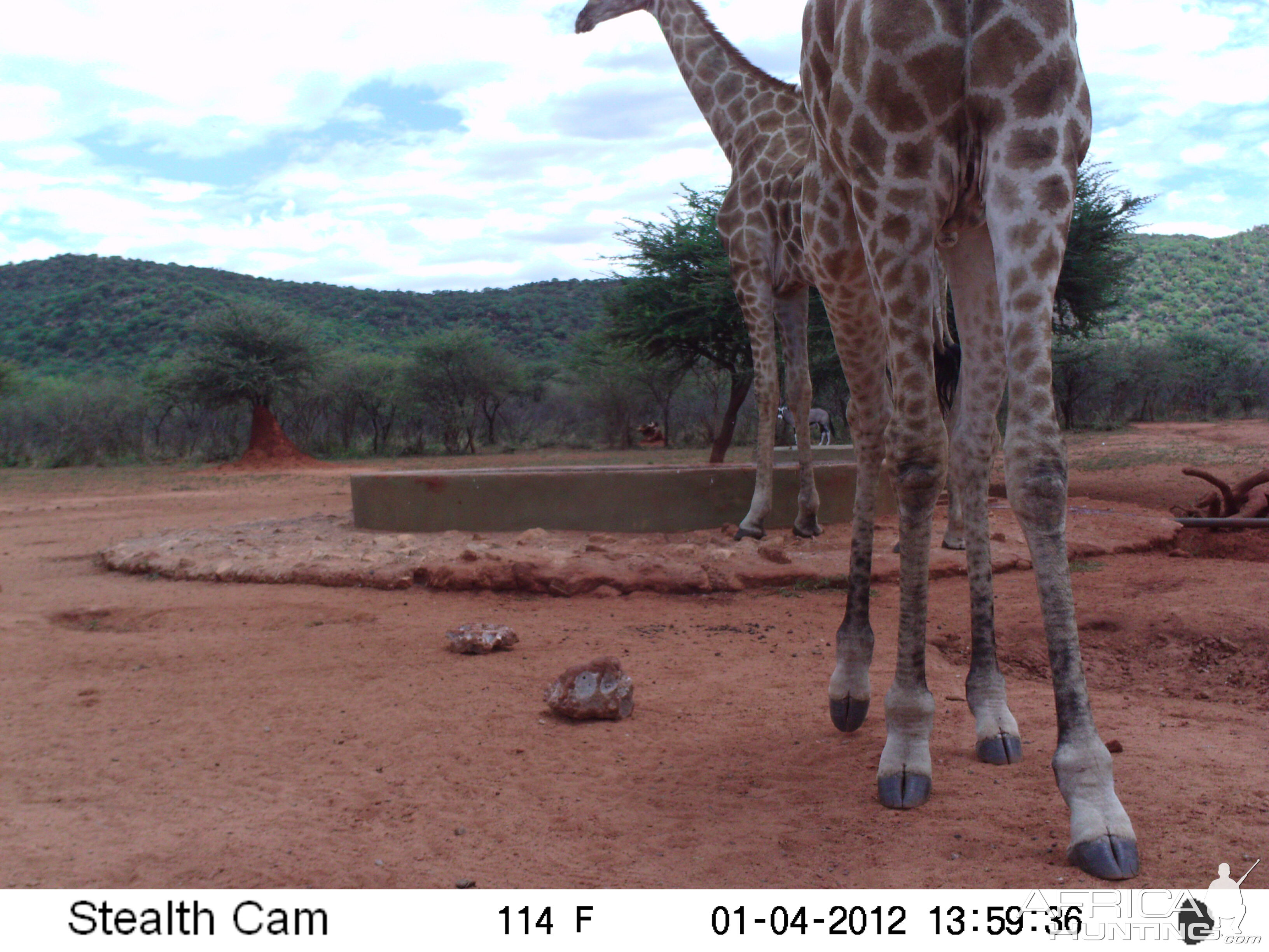 Trail Camera Namibia