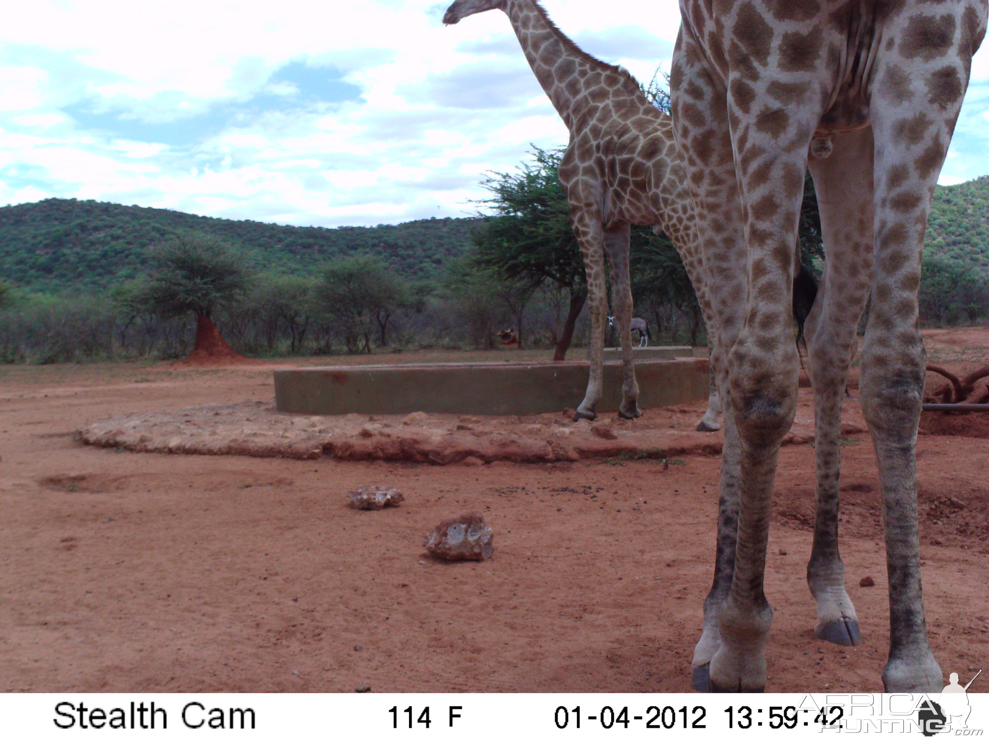 Trail Camera Namibia