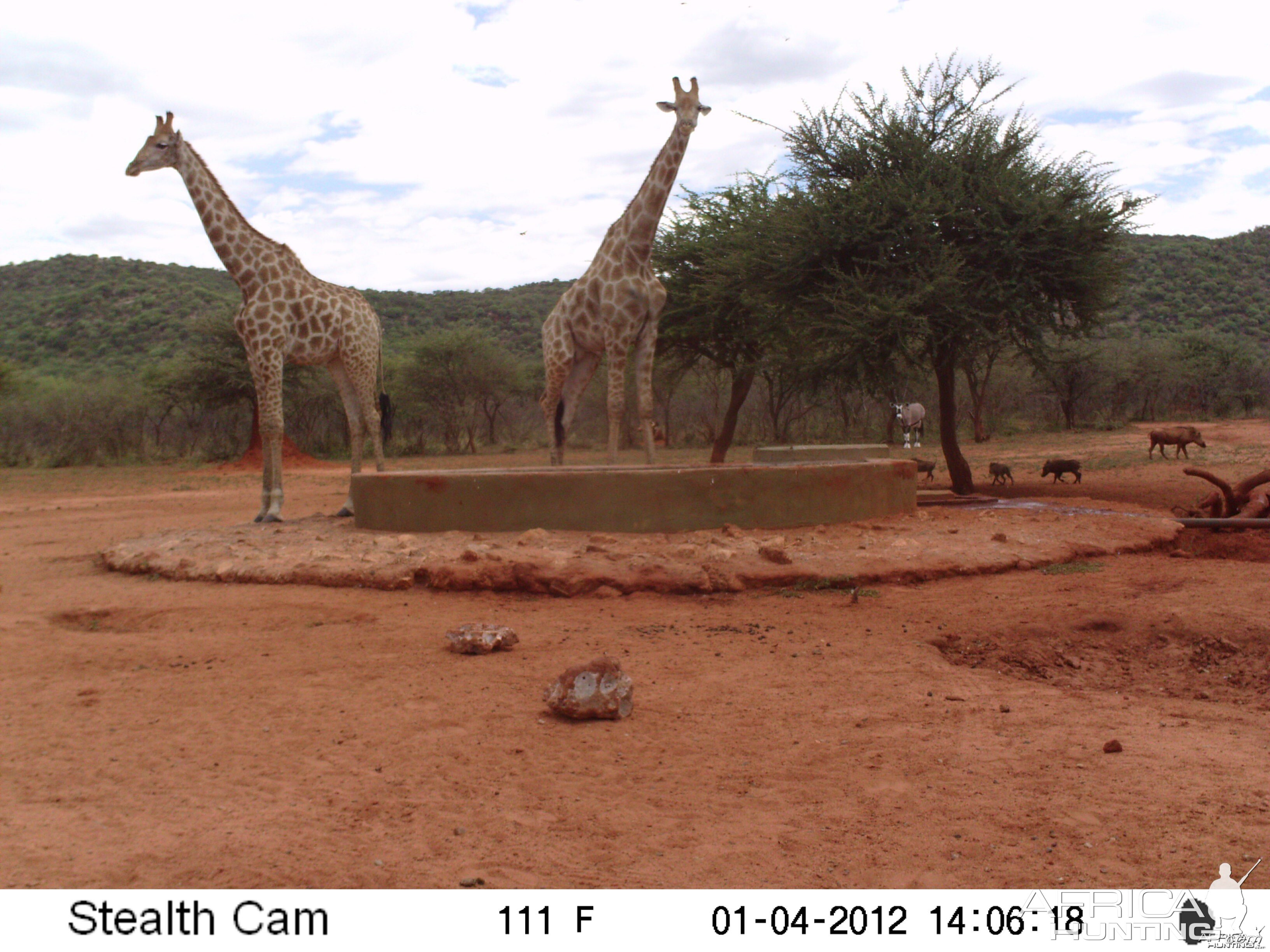 Trail Camera Namibia