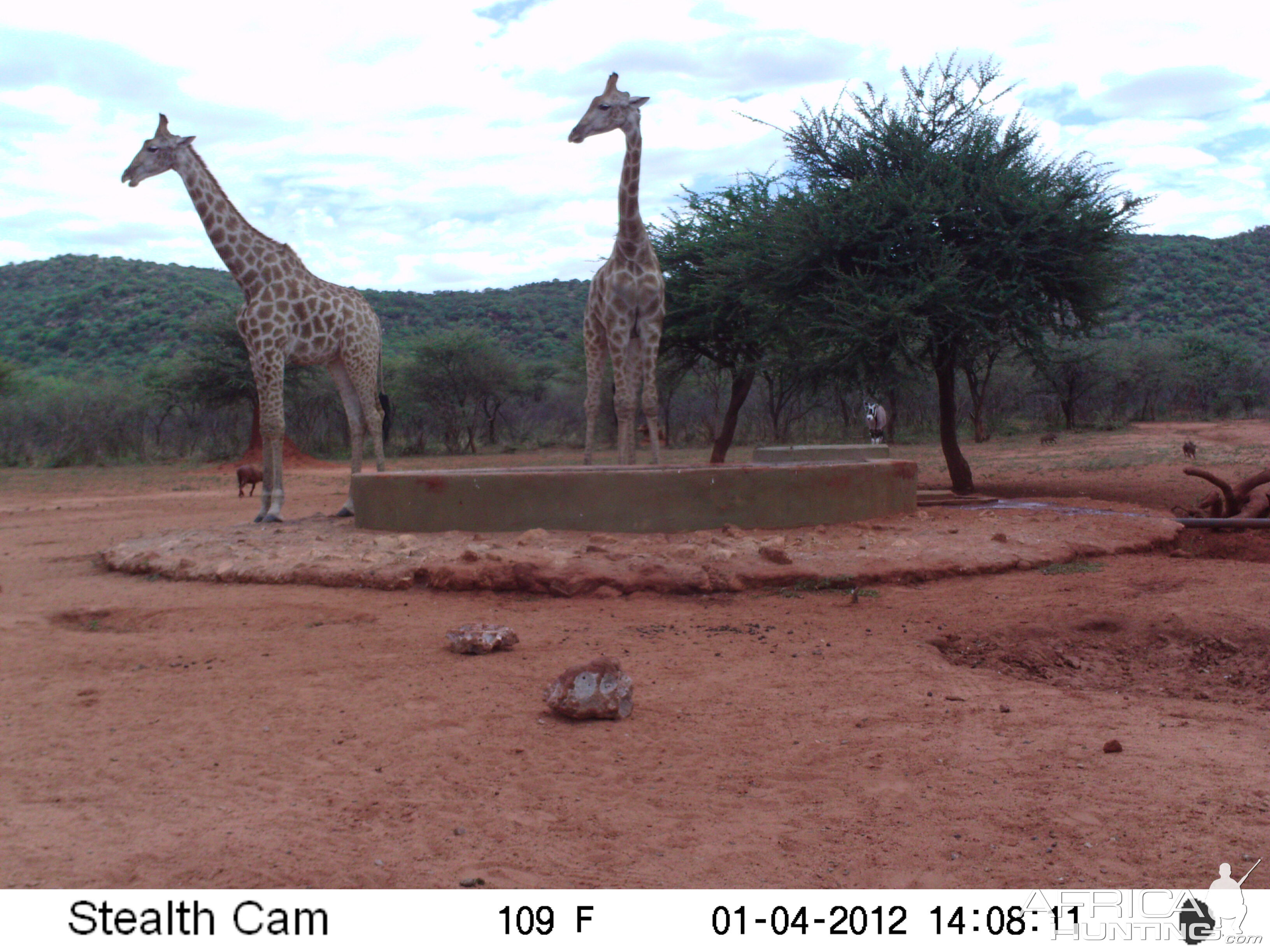 Trail Camera Namibia