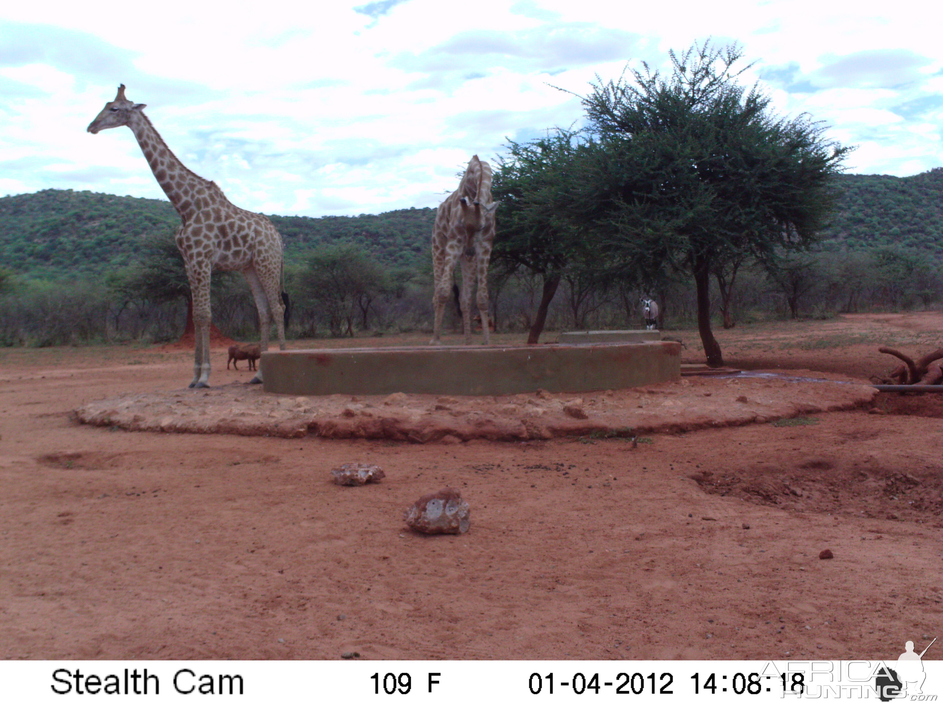 Trail Camera Namibia