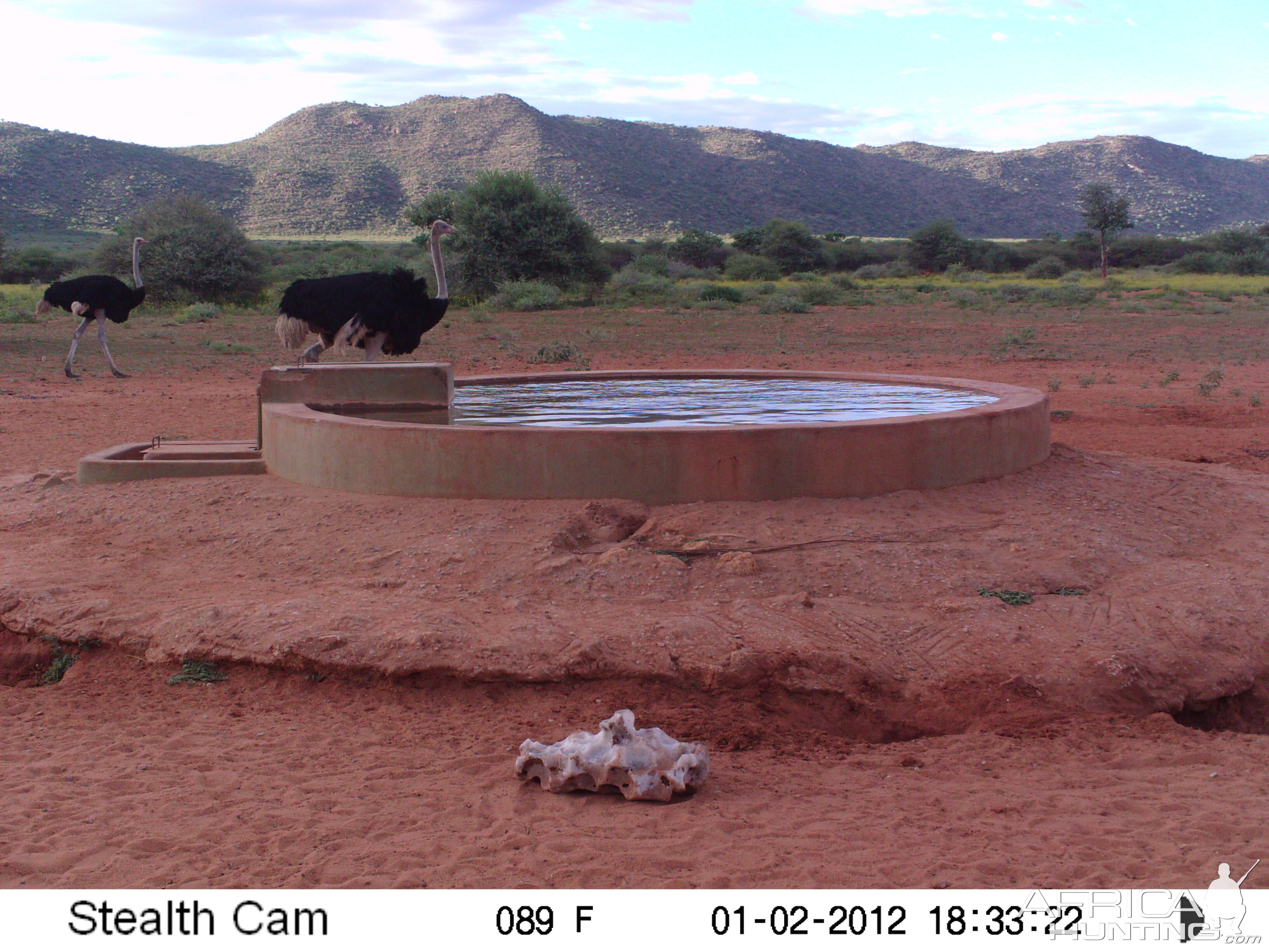 Trail Camera Namibia