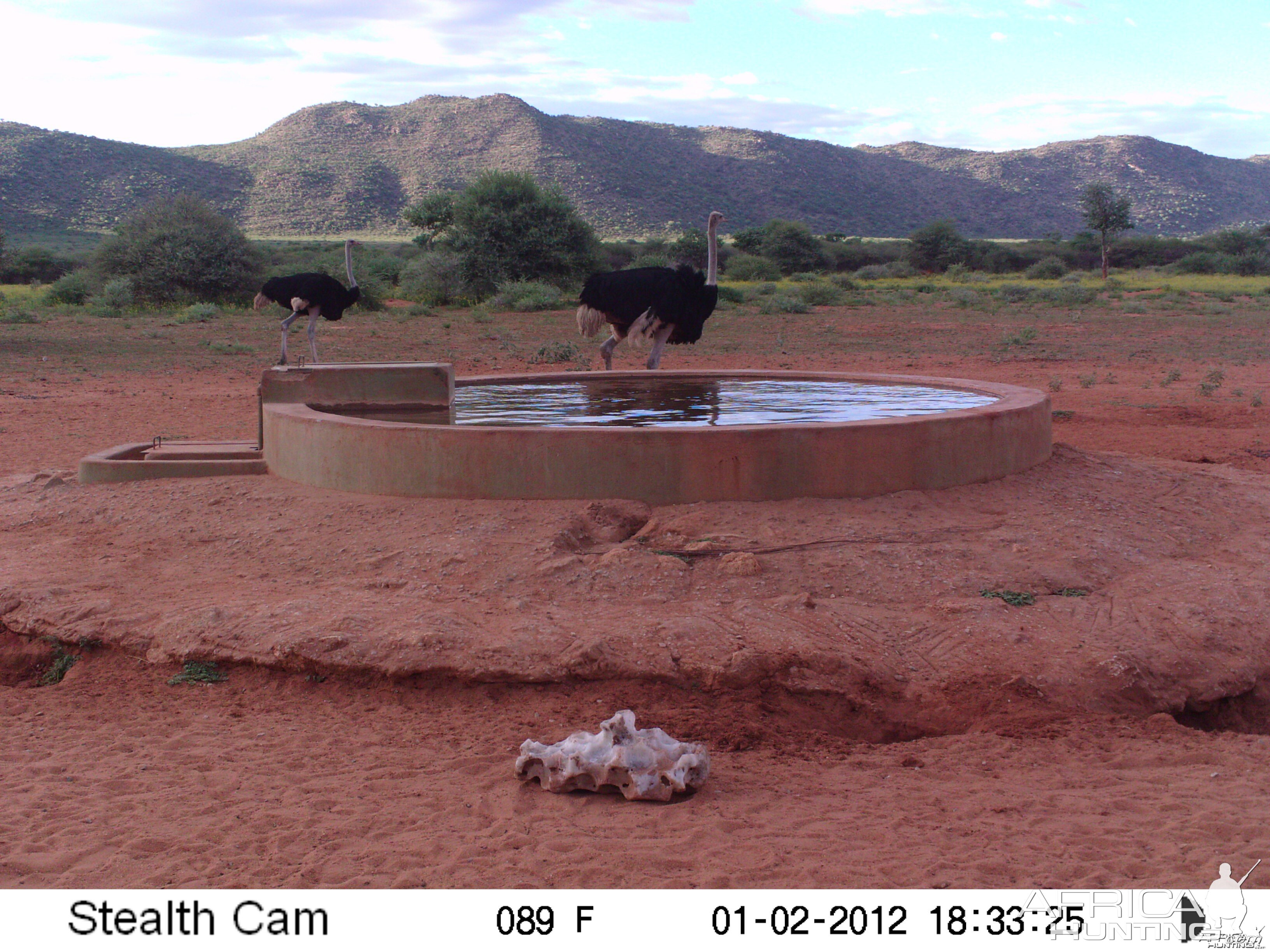 Trail Camera Namibia