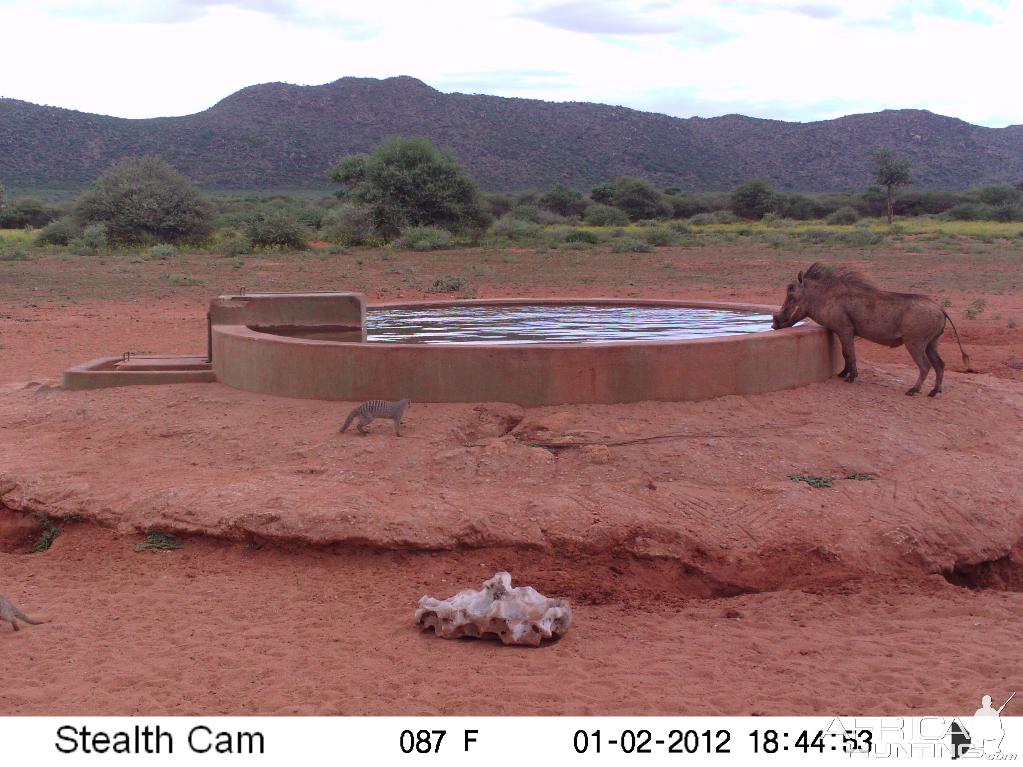 Trail Camera Namibia