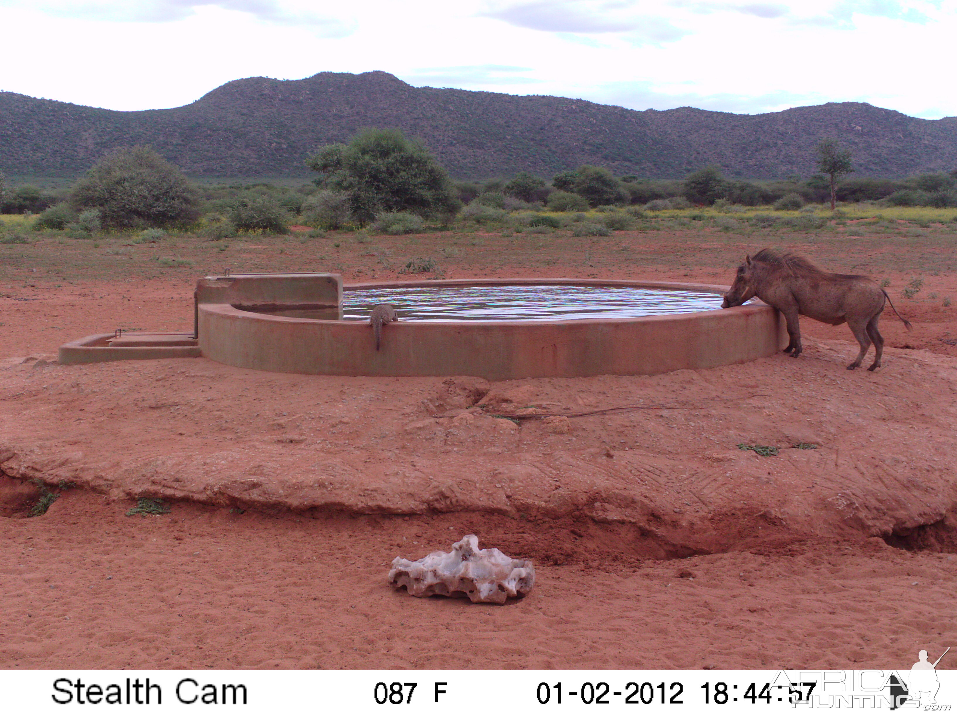 Trail Camera Namibia