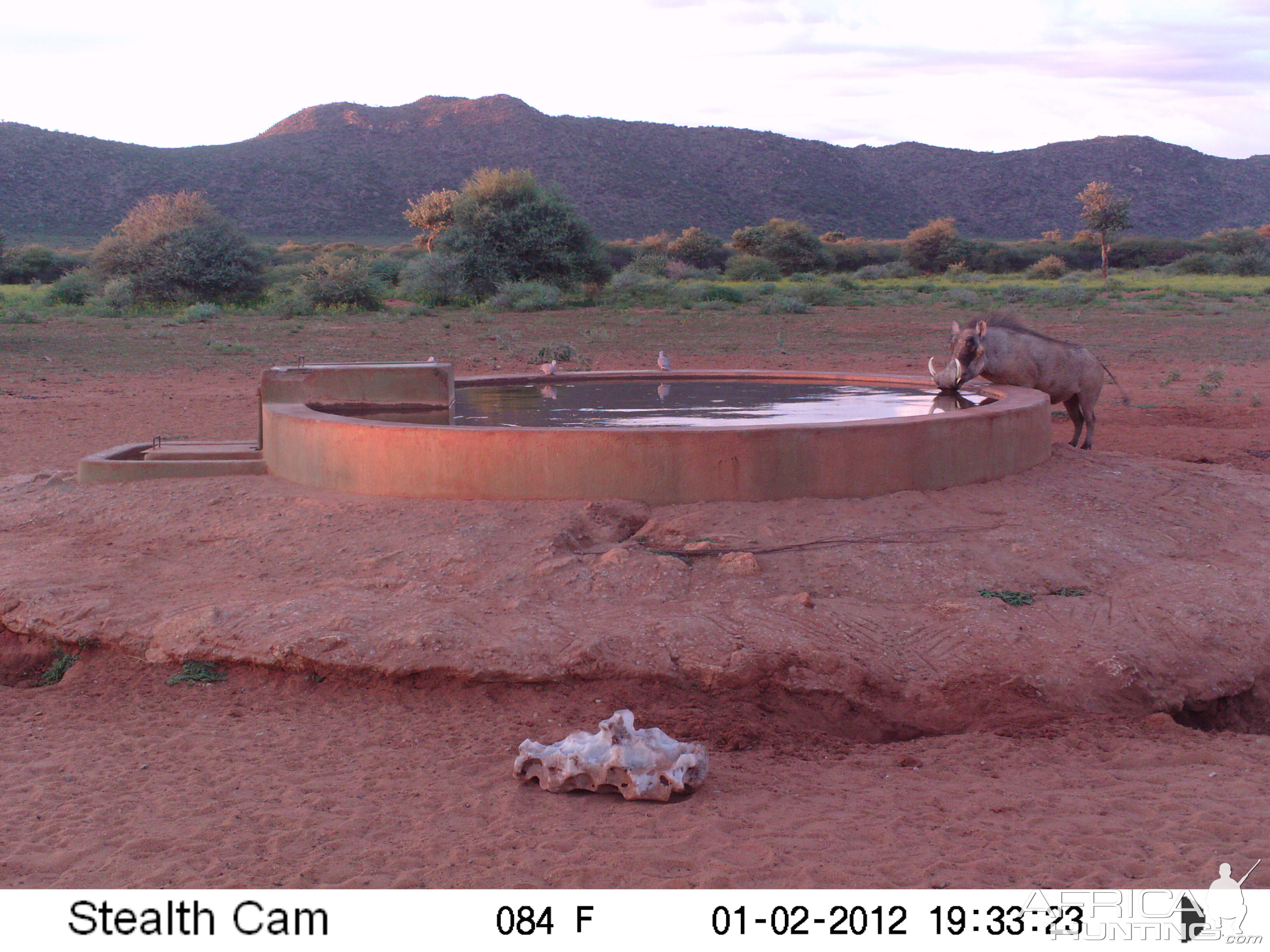 Trail Camera Namibia