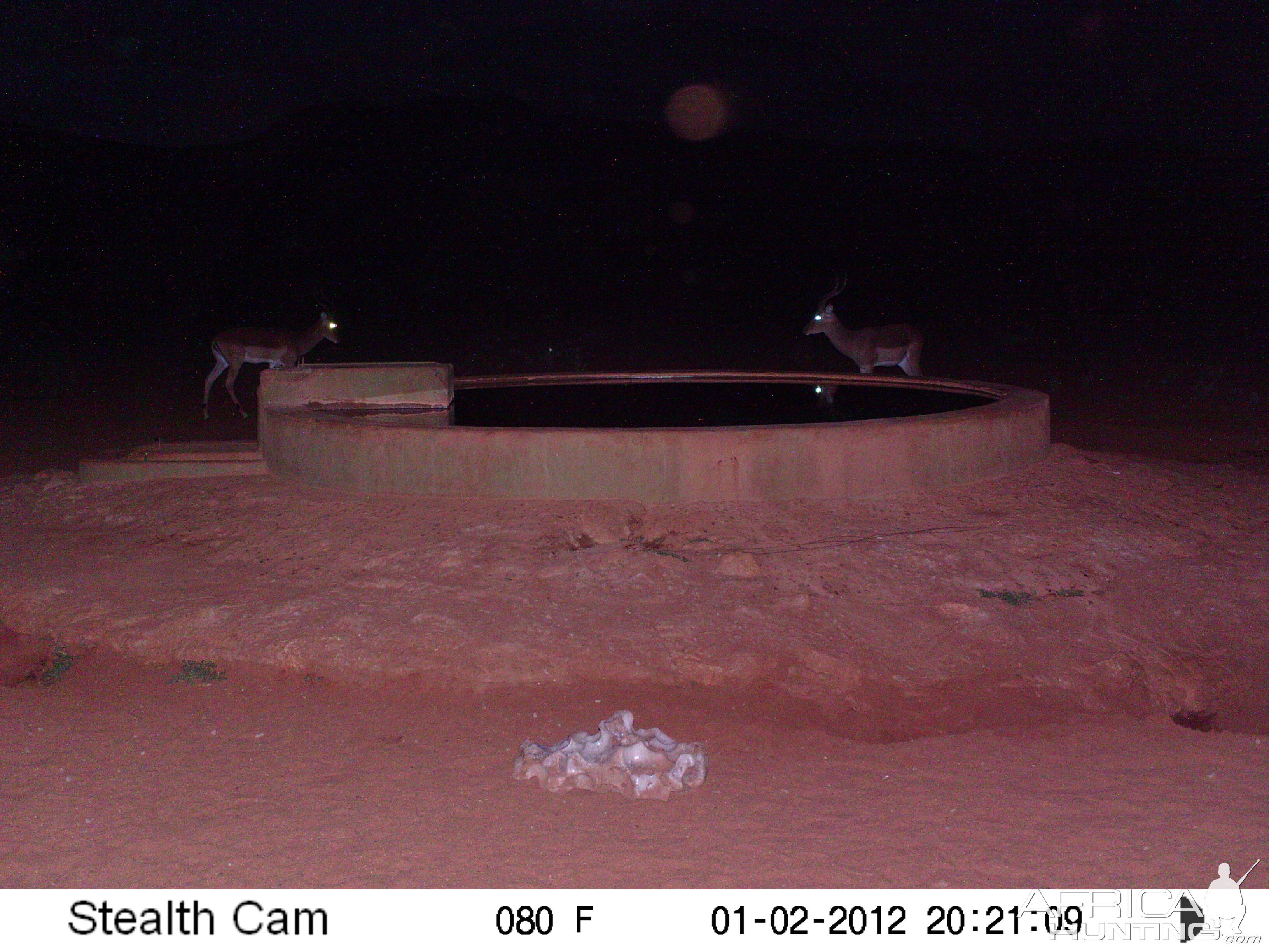 Trail Camera Namibia