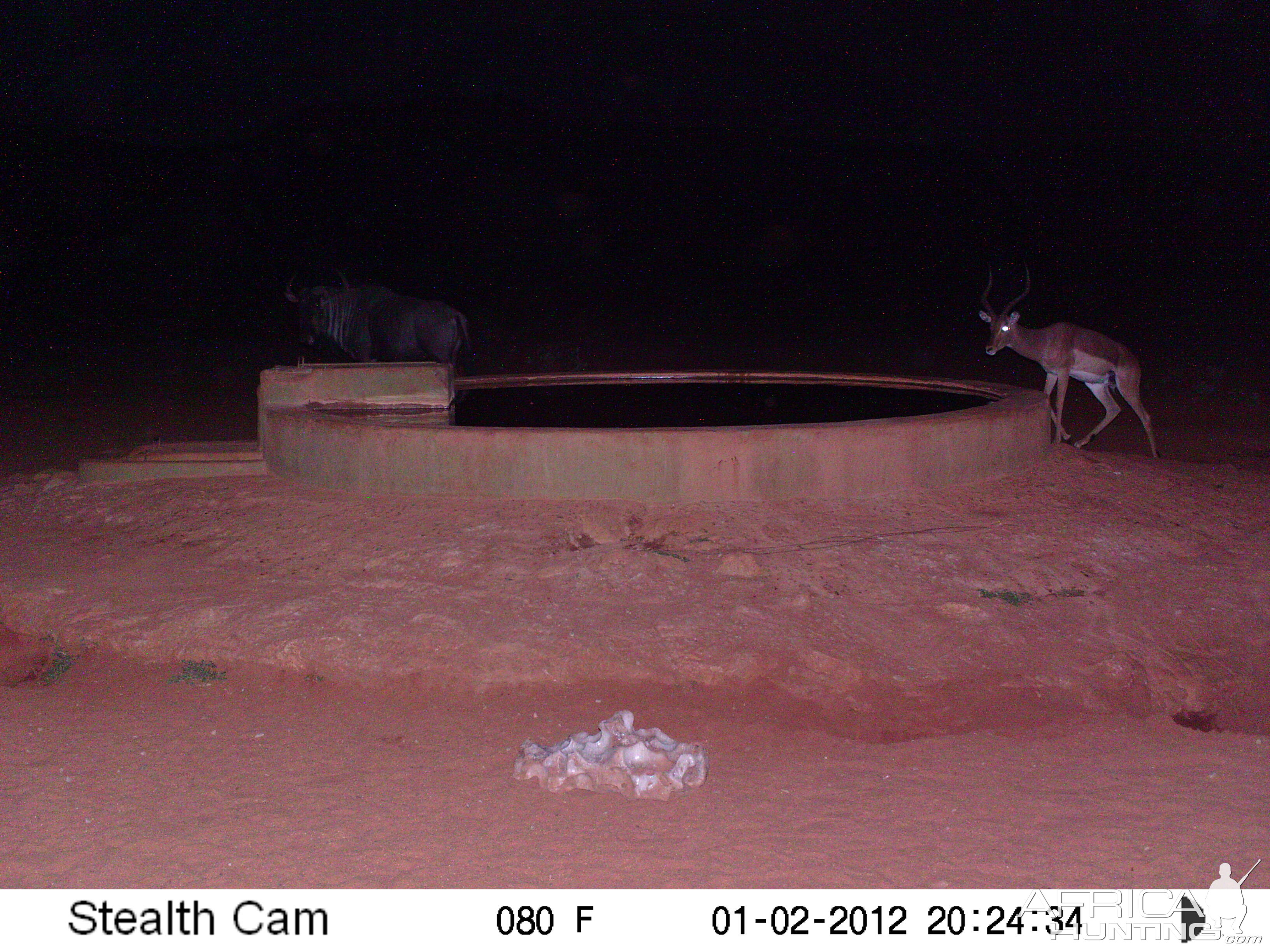 Trail Camera Namibia