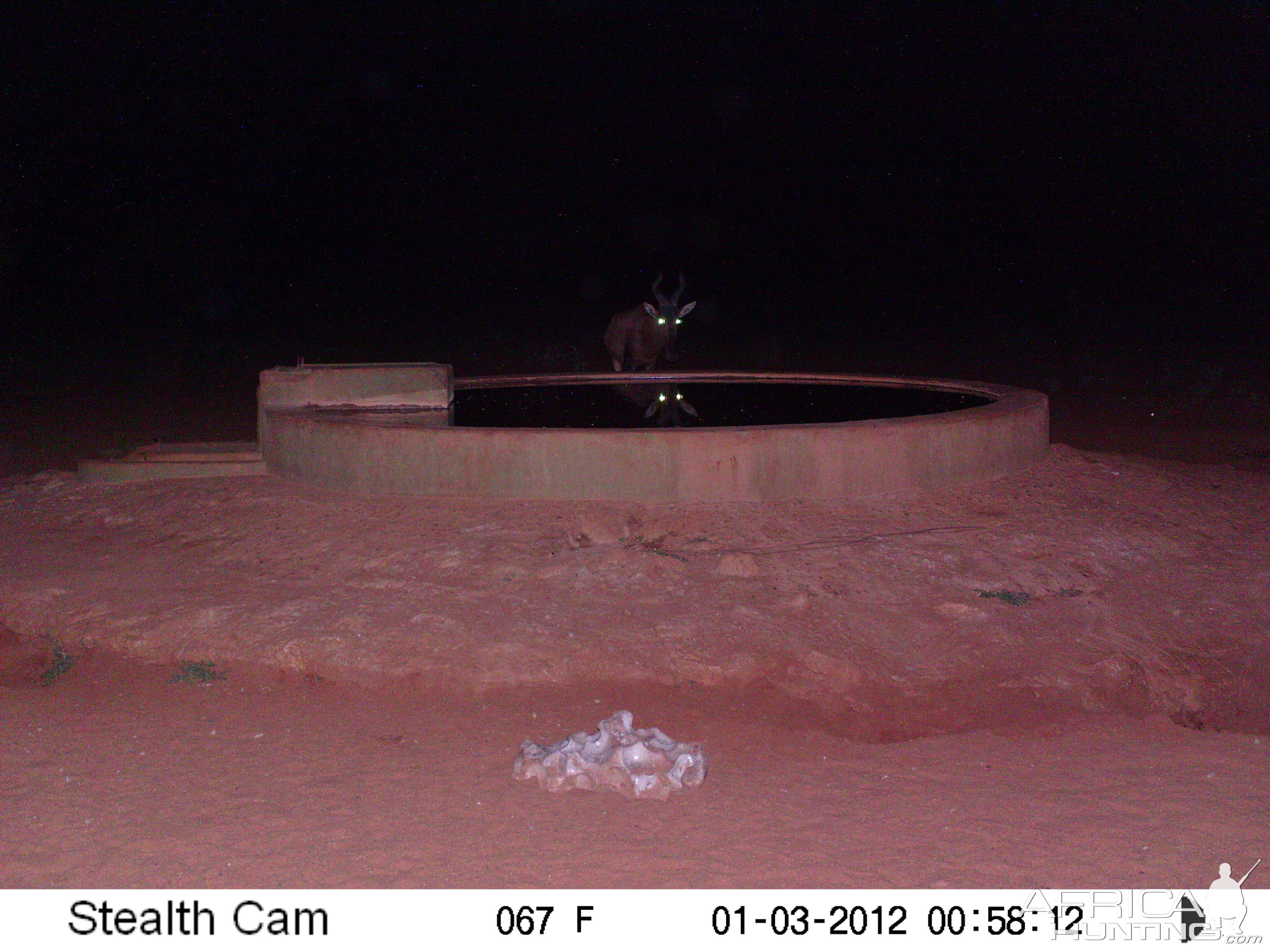 Trail Camera Namibia