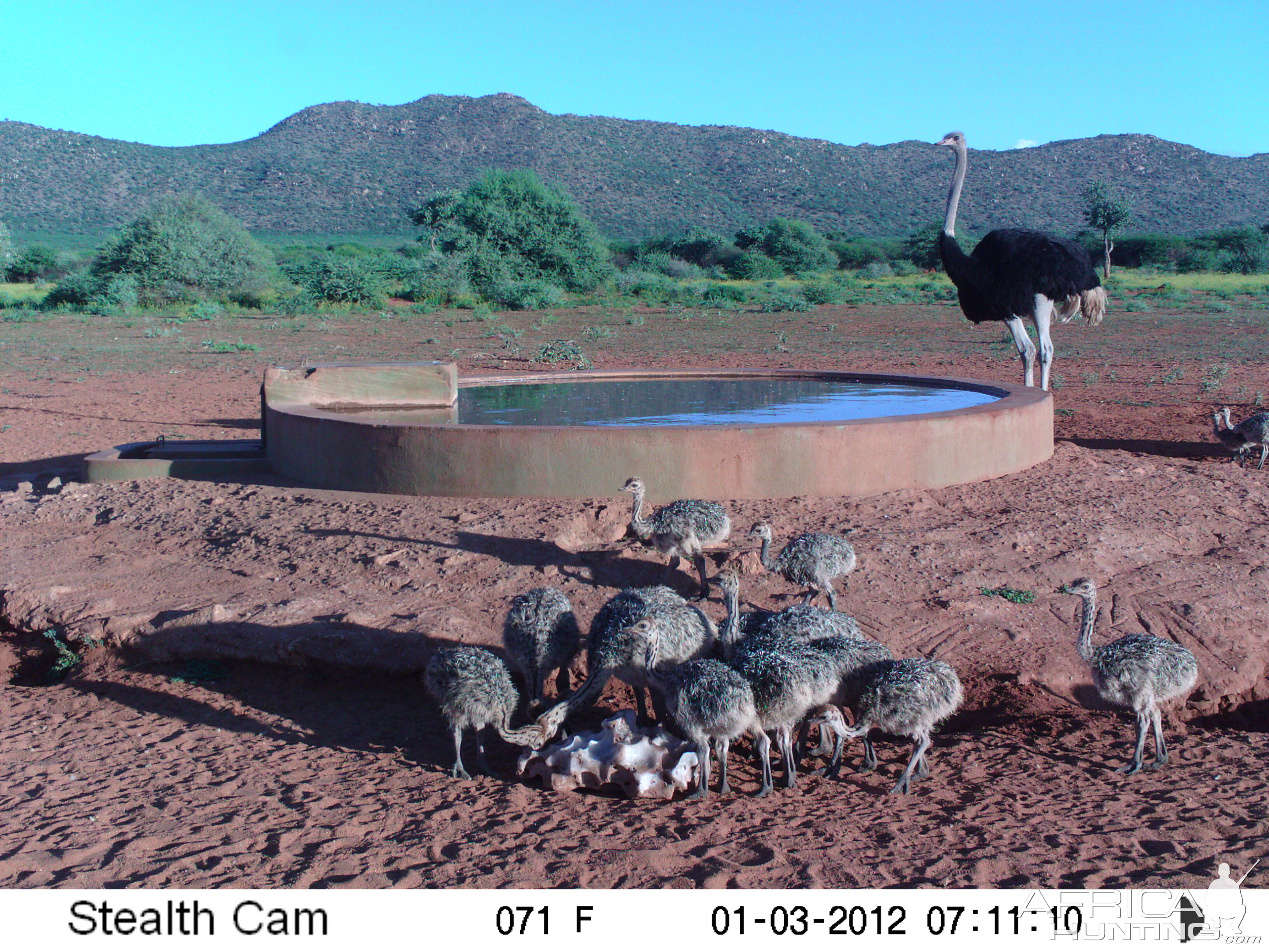 Trail Camera Namibia