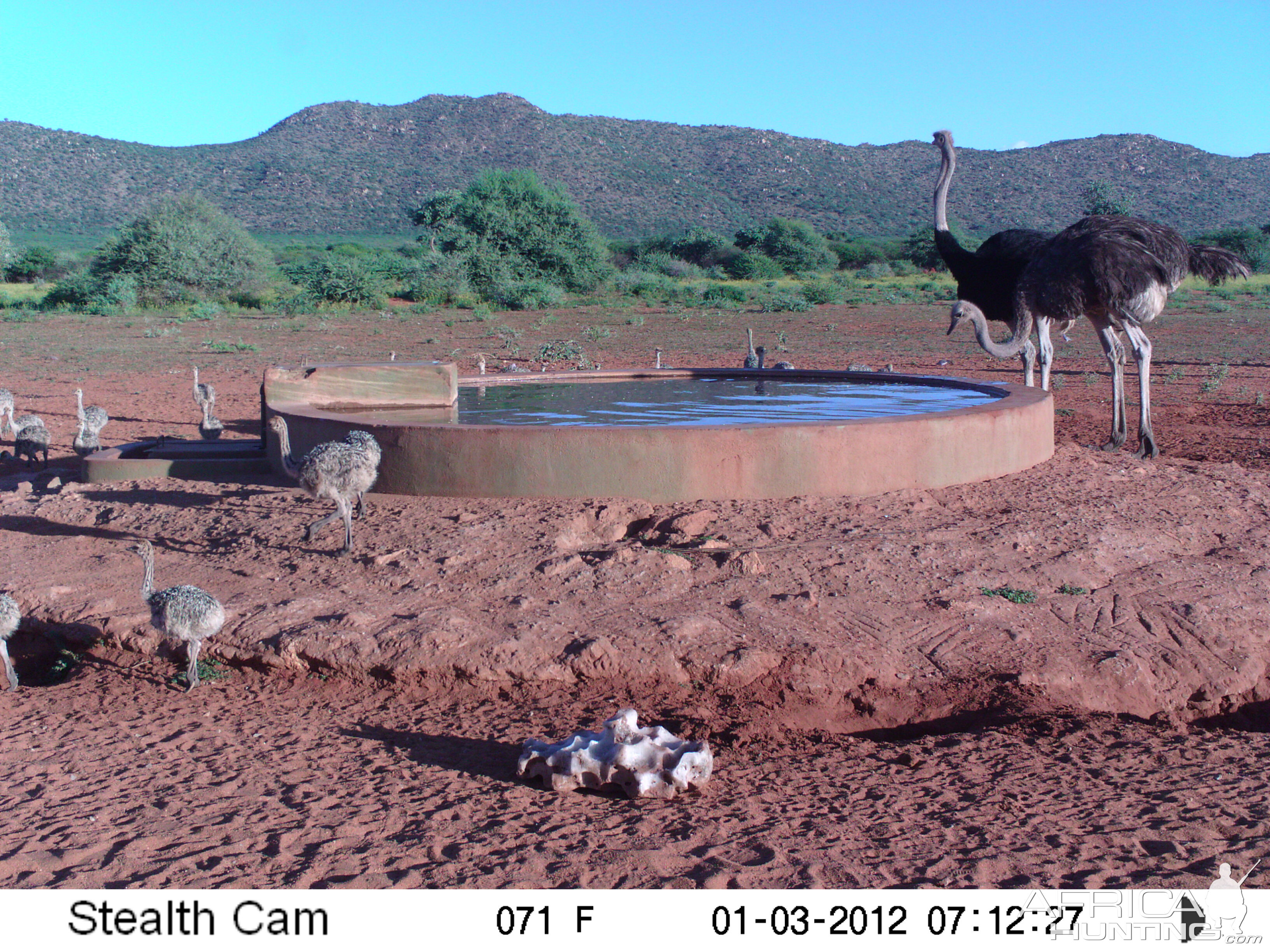 Trail Camera Namibia