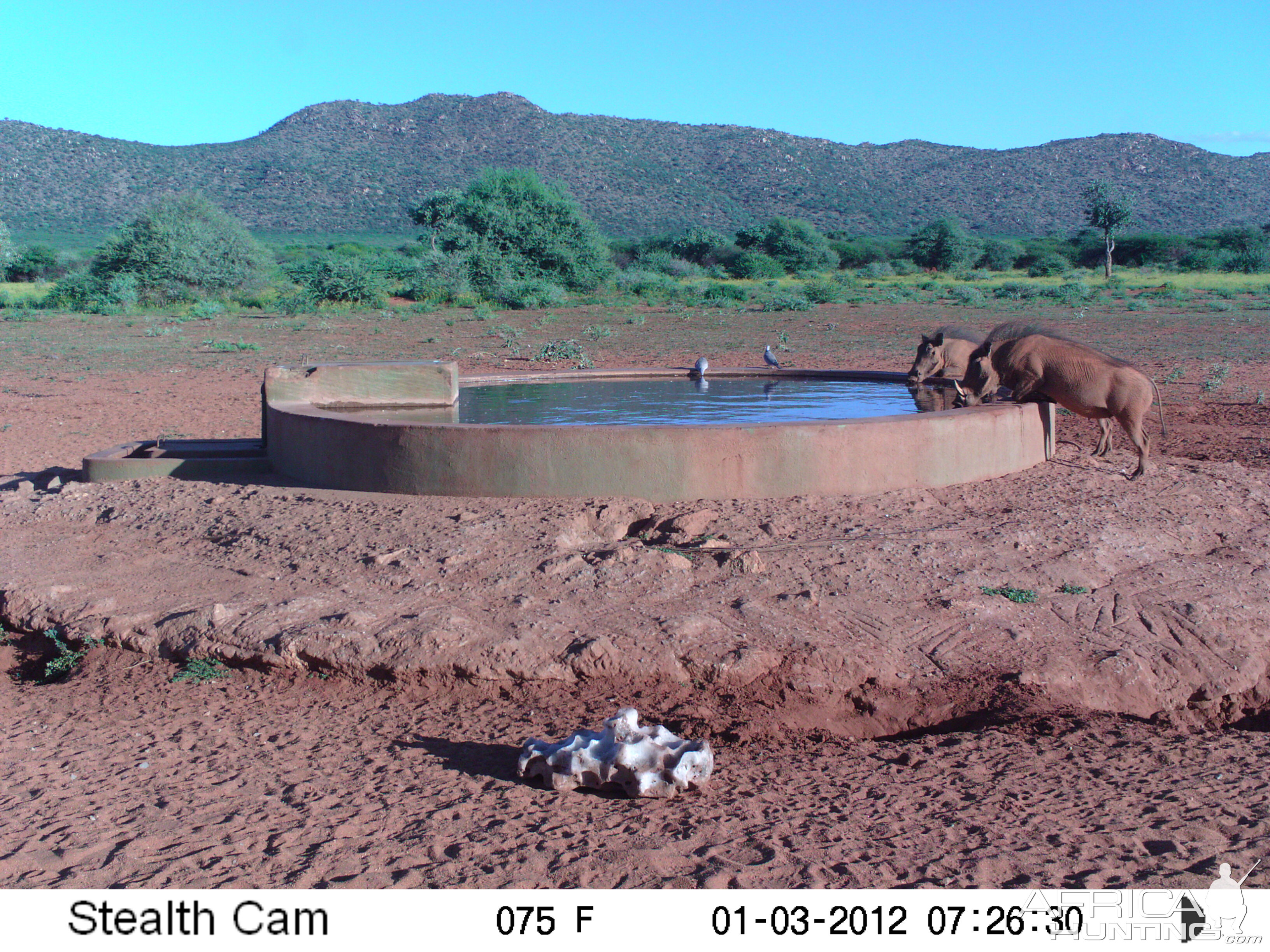 Trail Camera Namibia