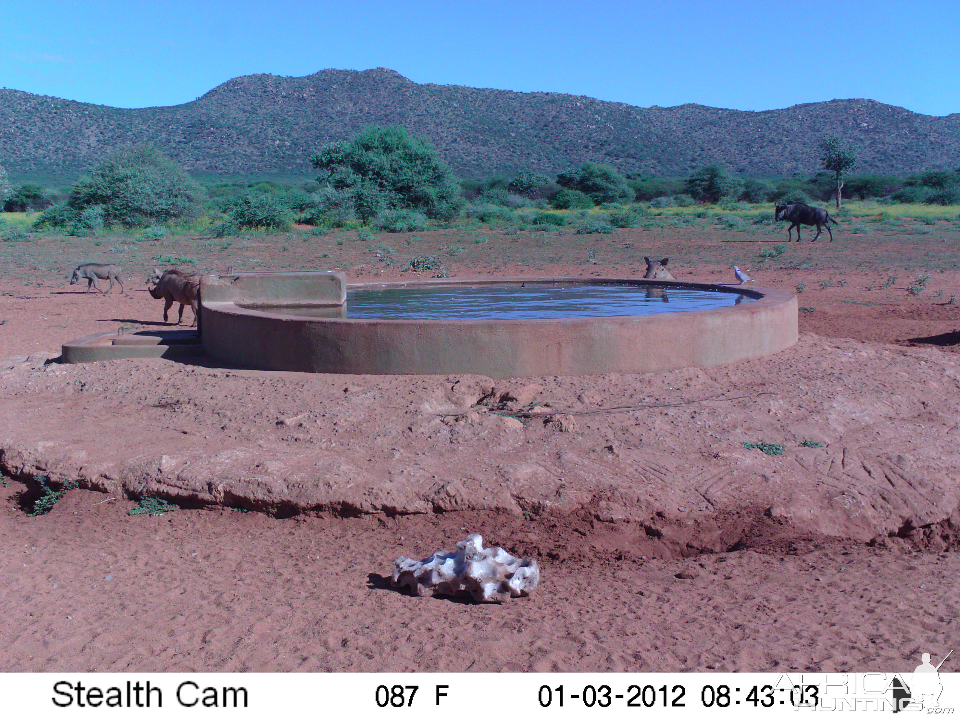 Trail Camera Namibia