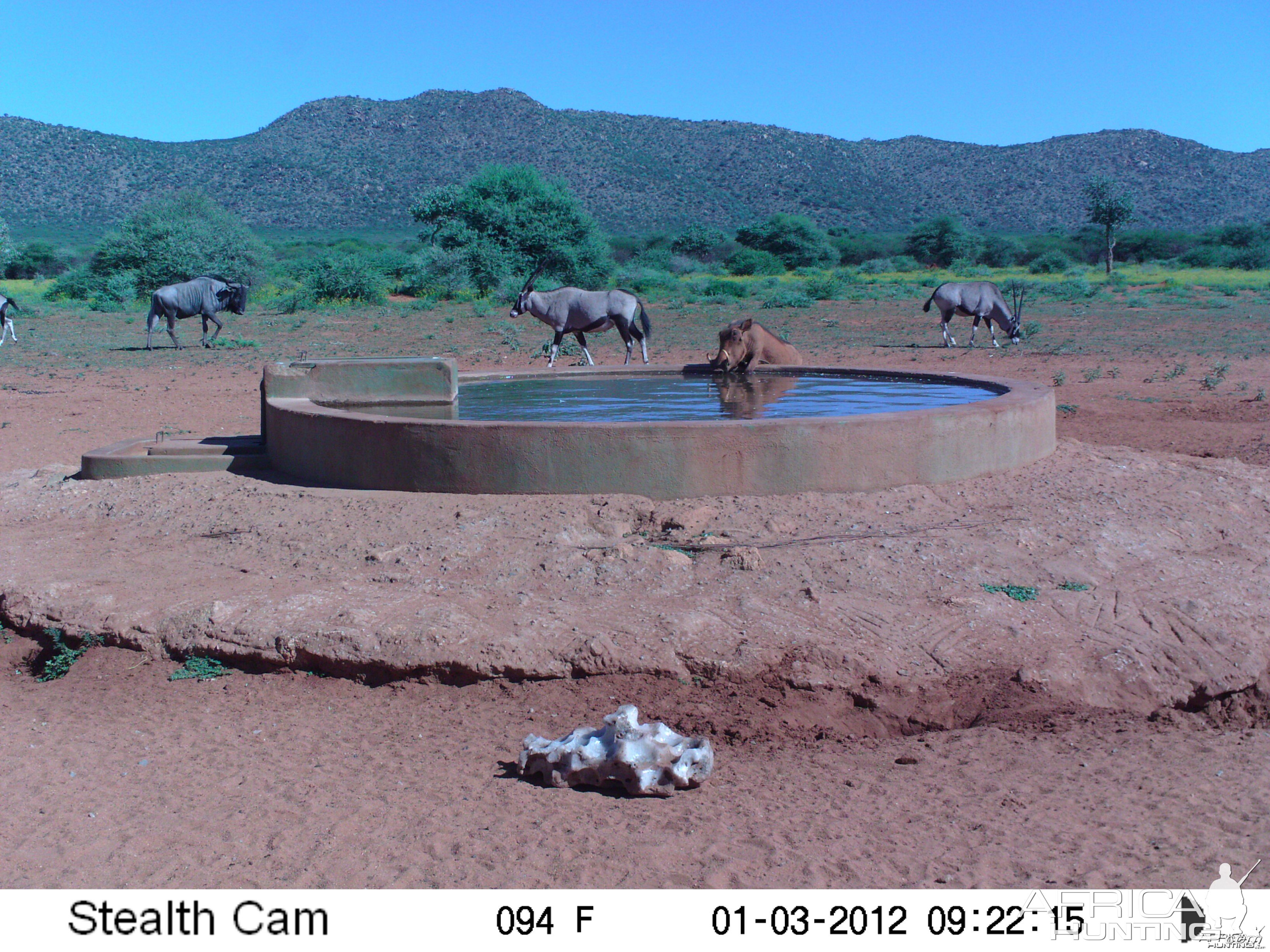 Trail Camera Namibia