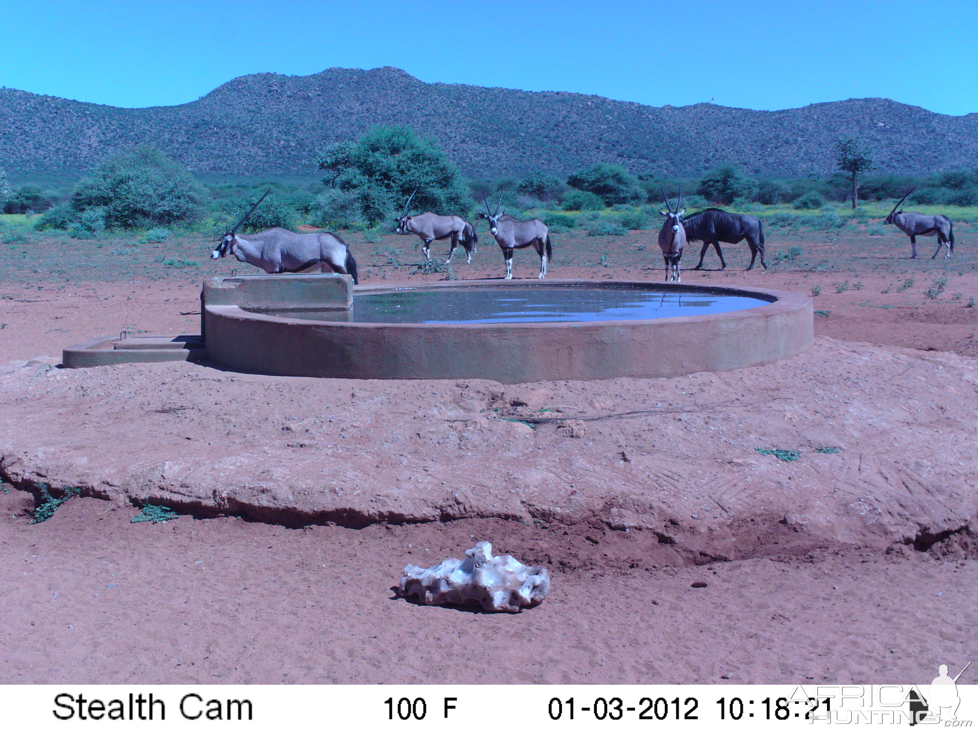 Trail Camera Namibia