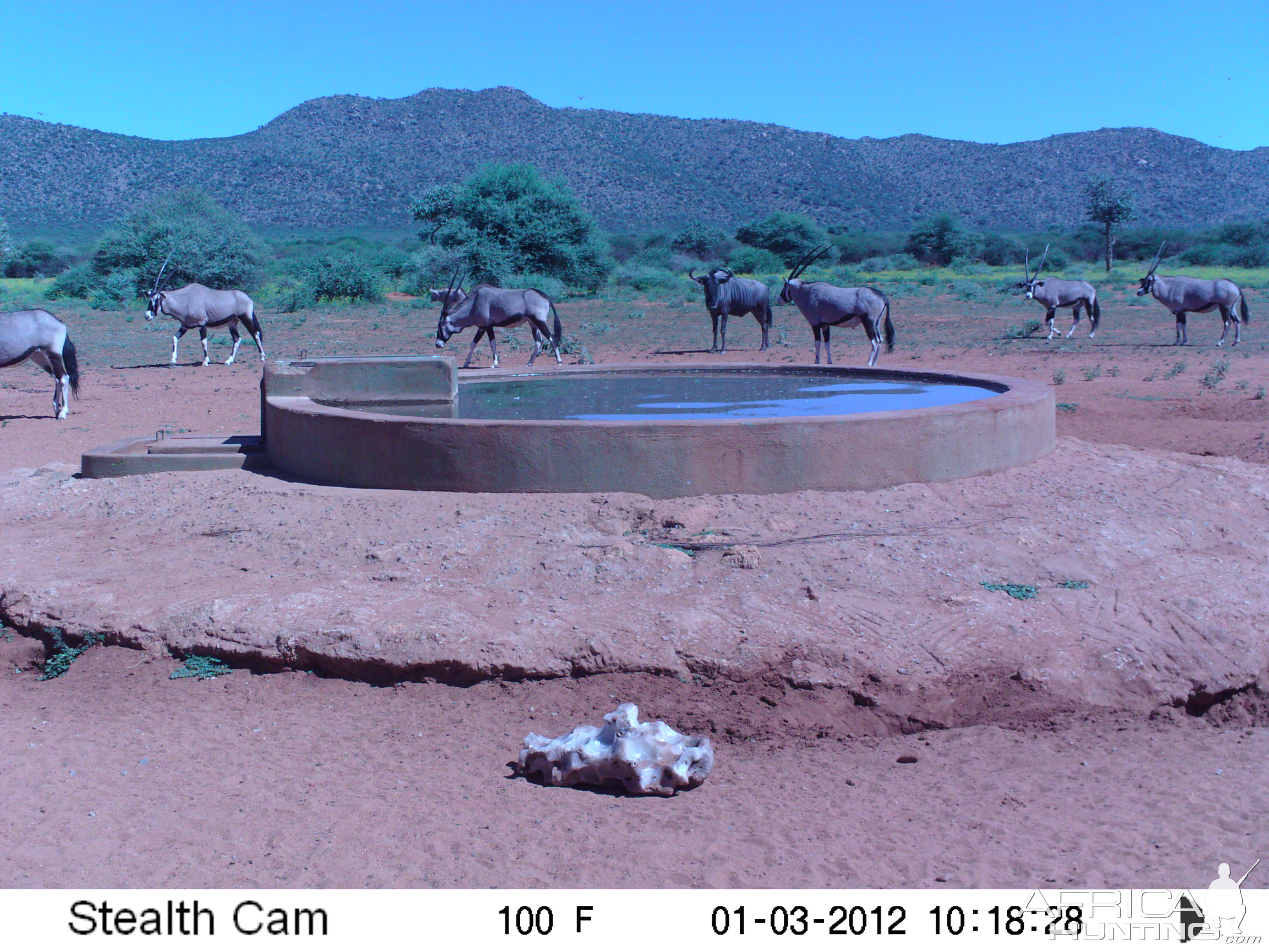 Trail Camera Namibia