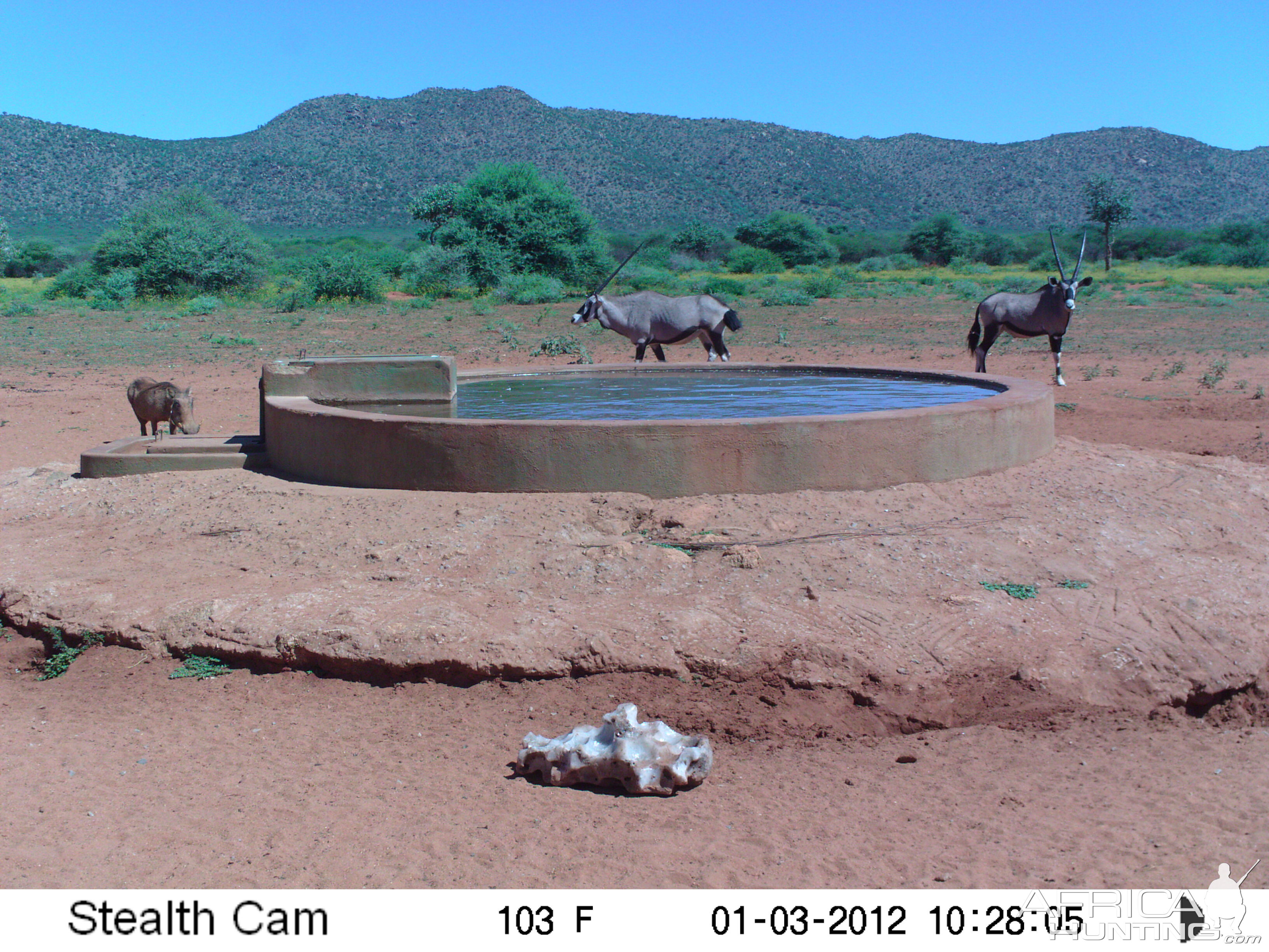 Trail Camera Namibia