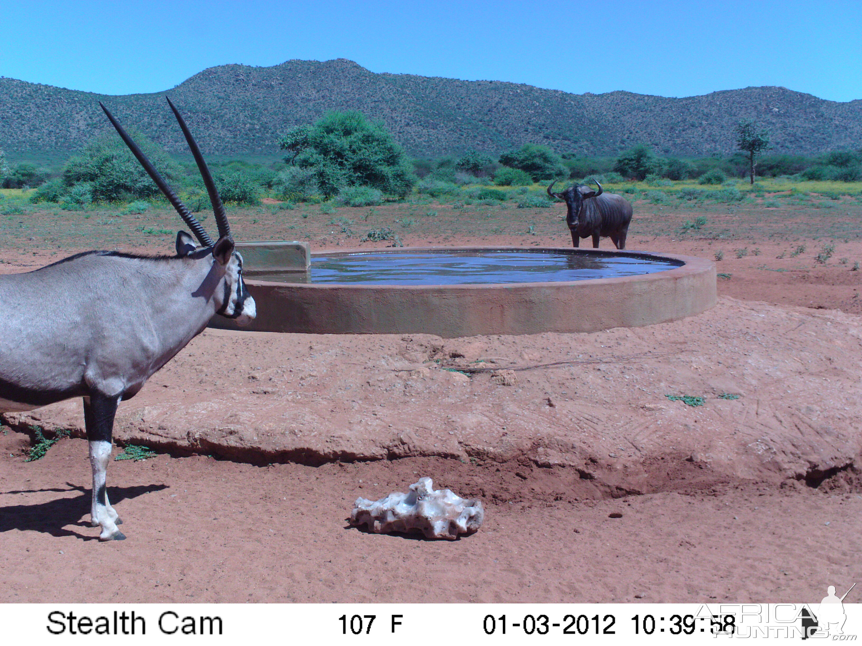 Trail Camera Namibia