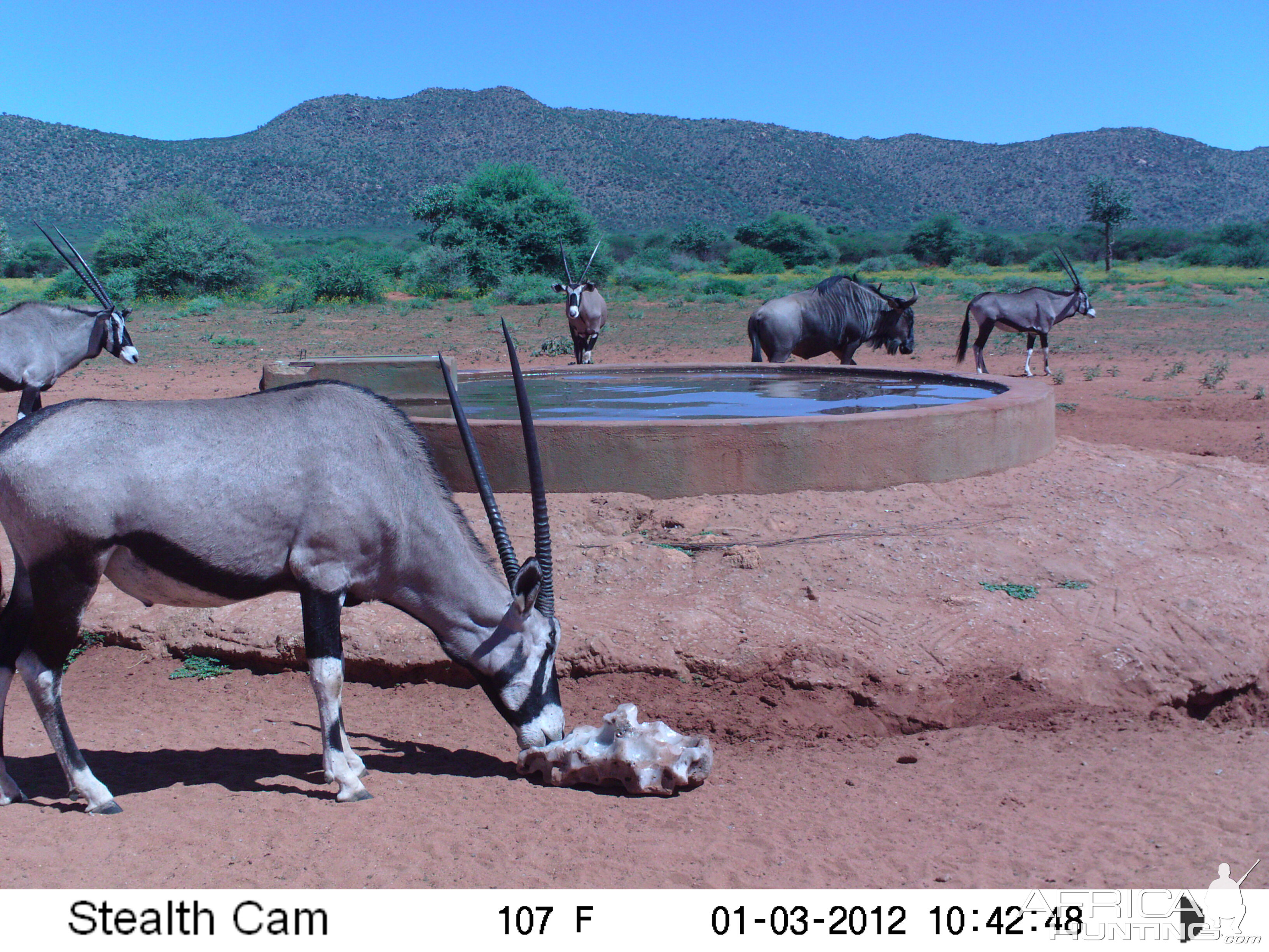 Trail Camera Namibia