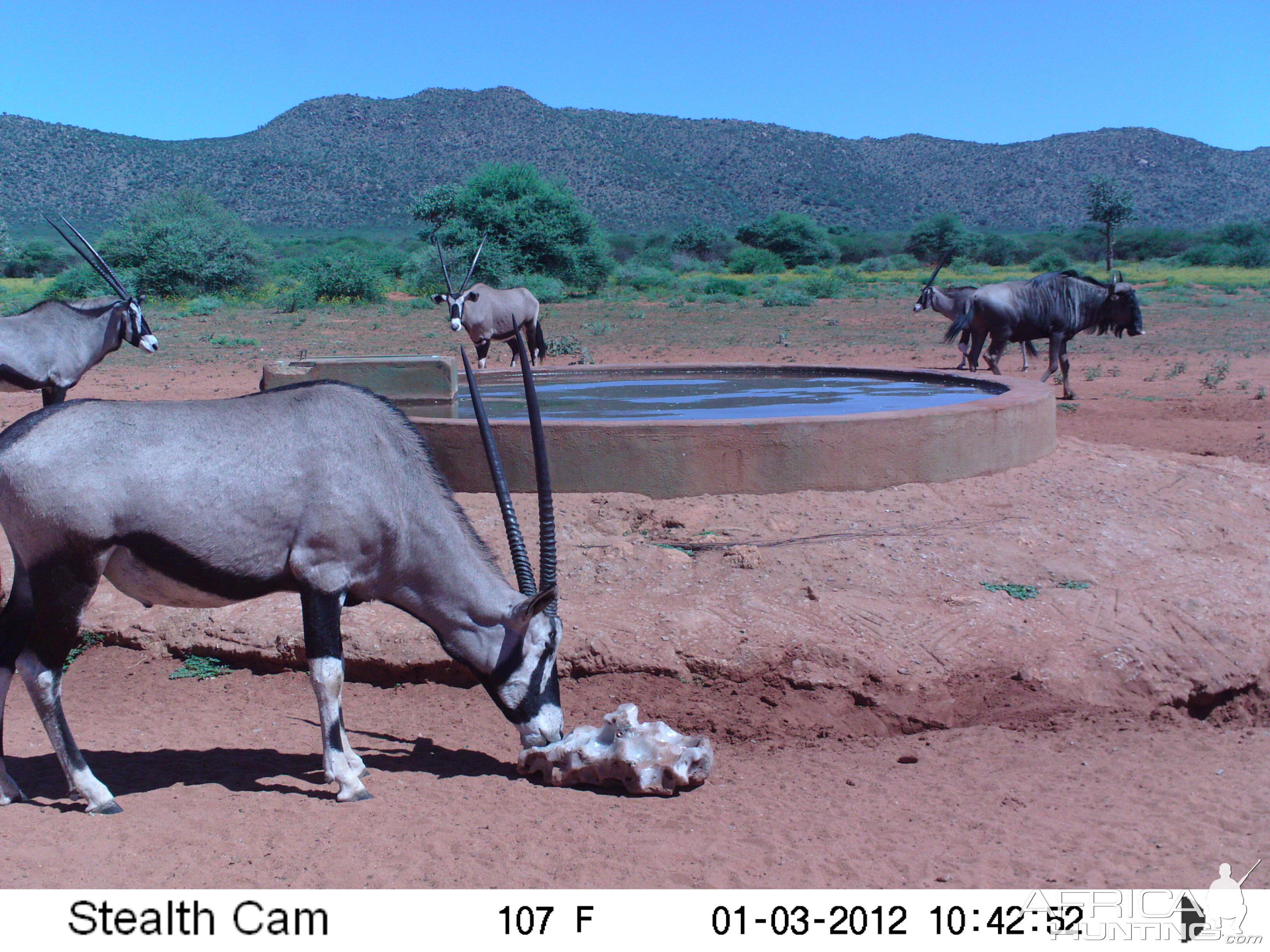 Trail Camera Namibia