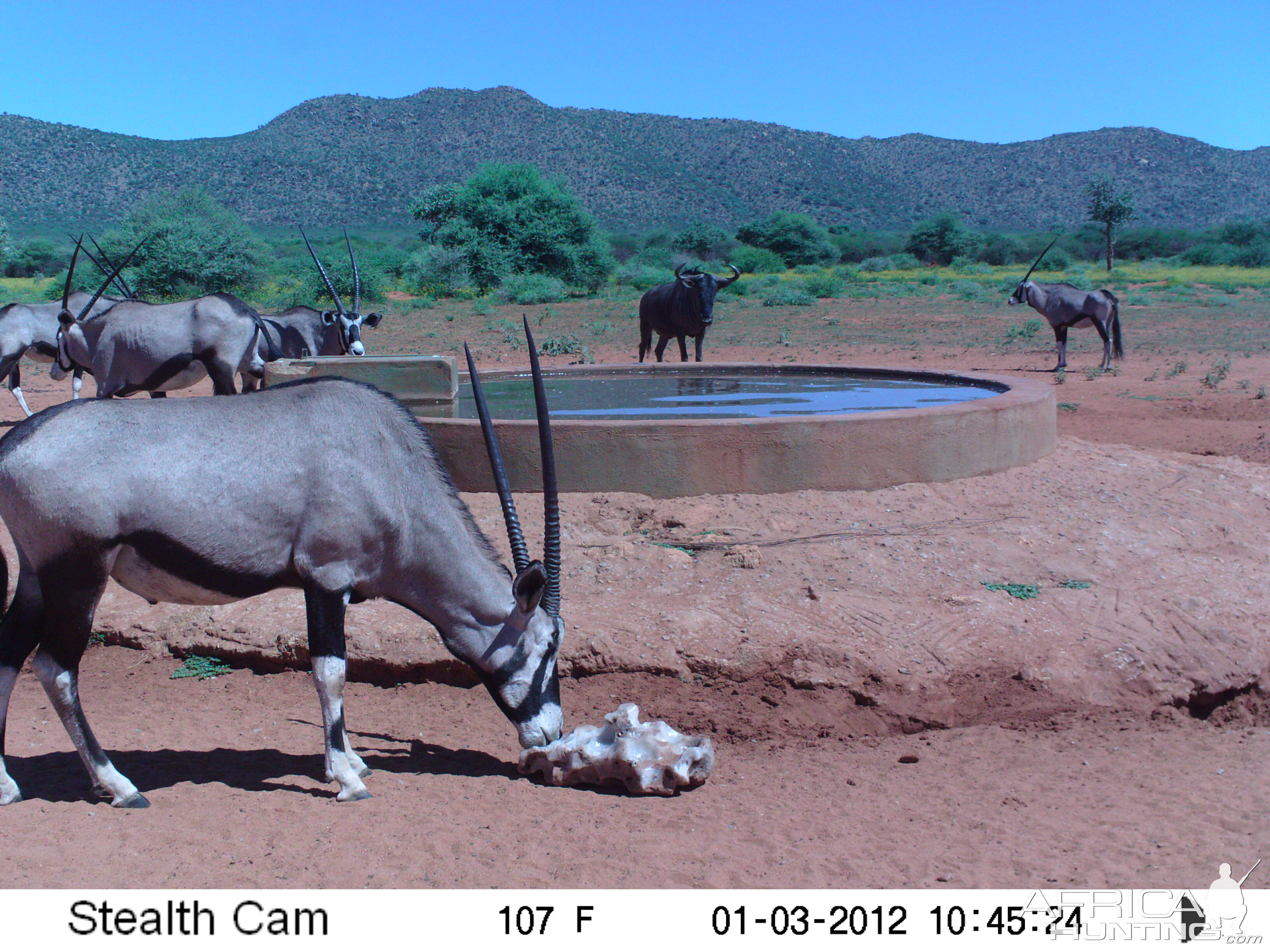 Trail Camera Namibia