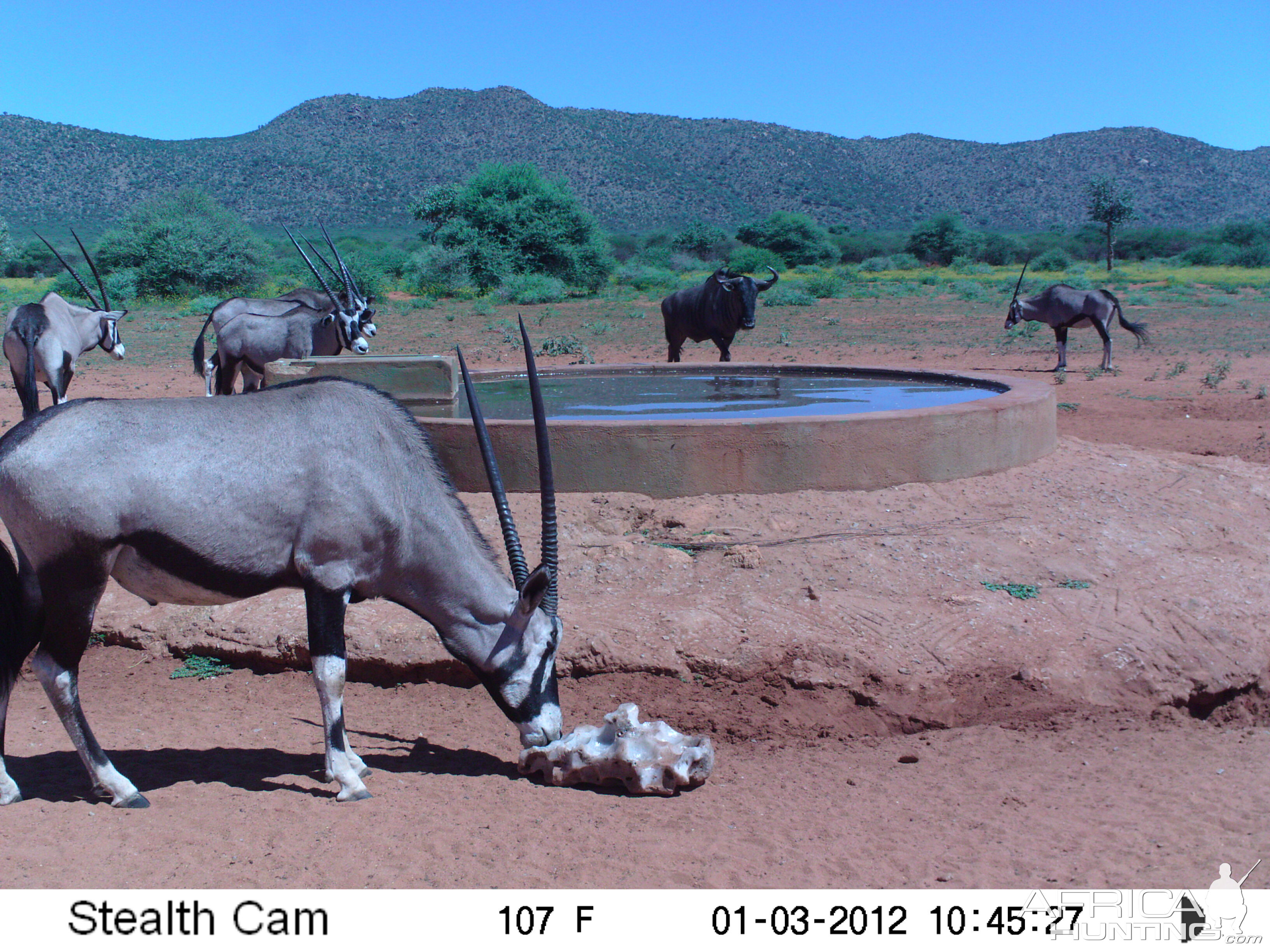 Trail Camera Namibia