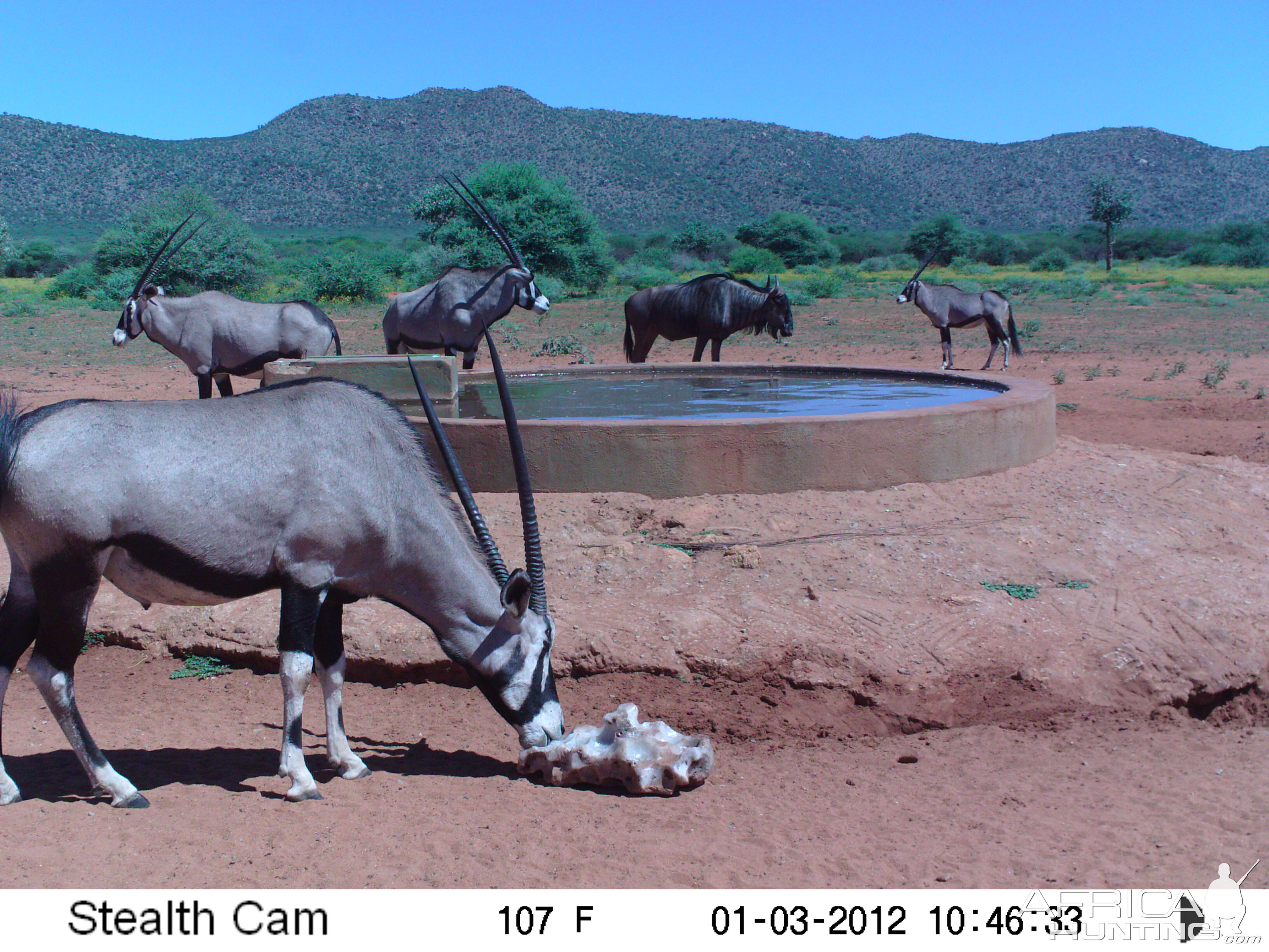 Trail Camera Namibia