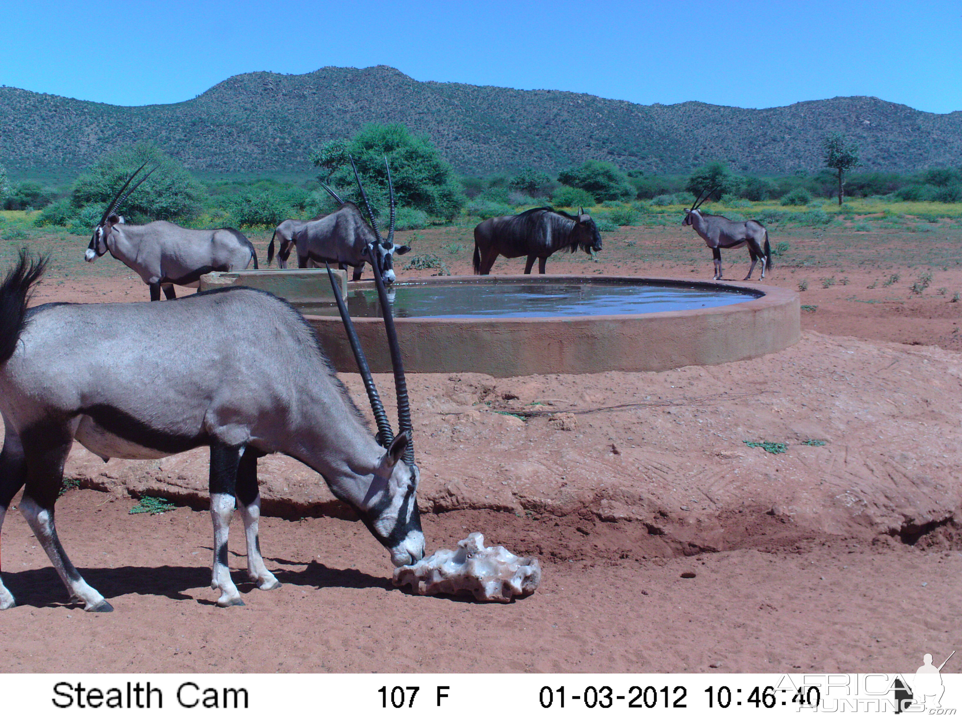 Trail Camera Namibia