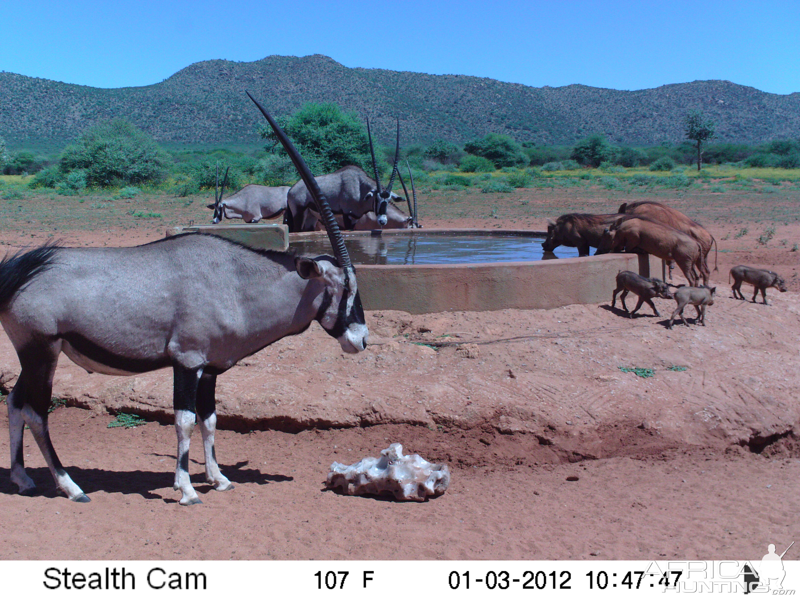 Trail Camera Namibia