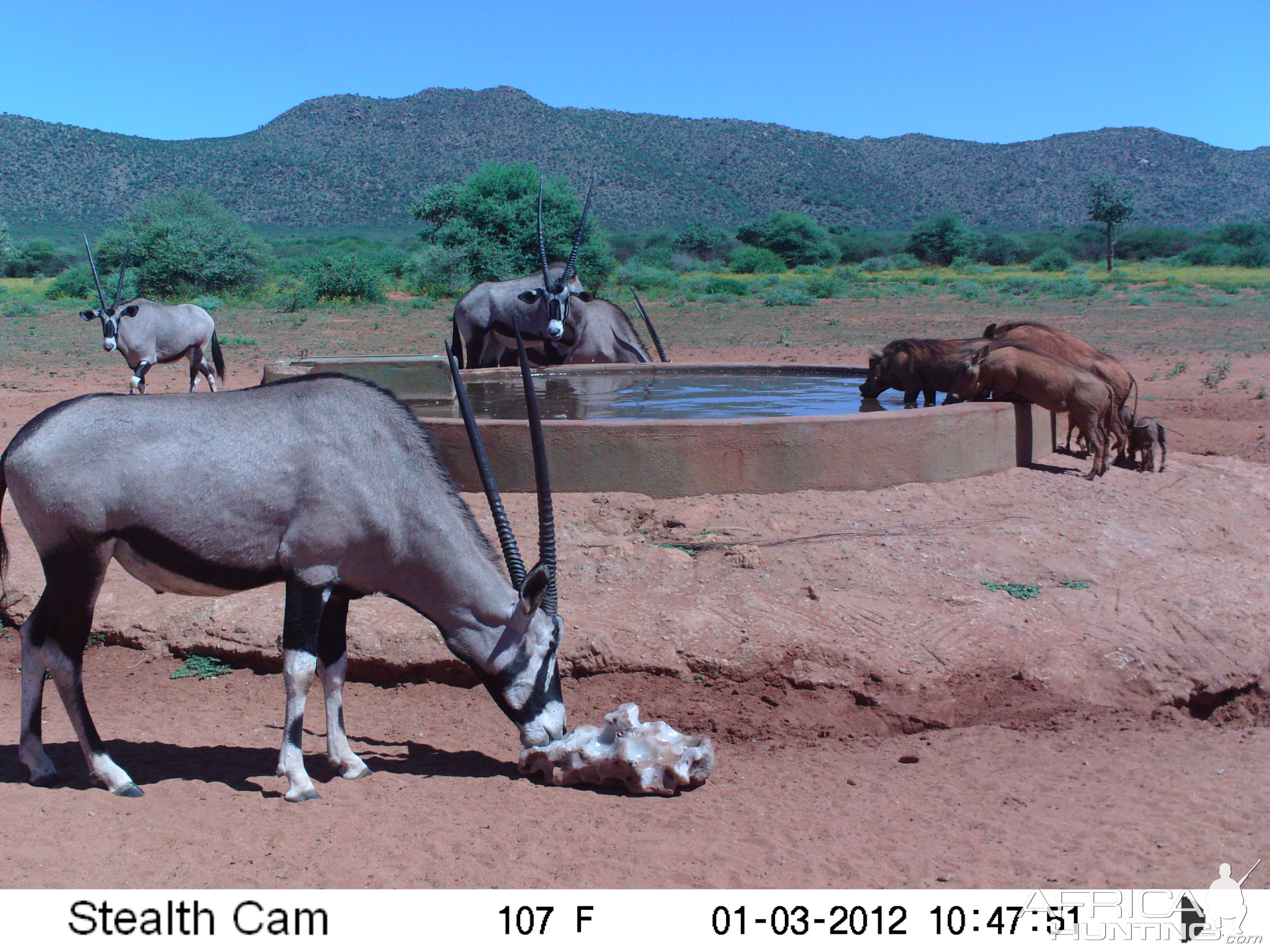 Trail Camera Namibia