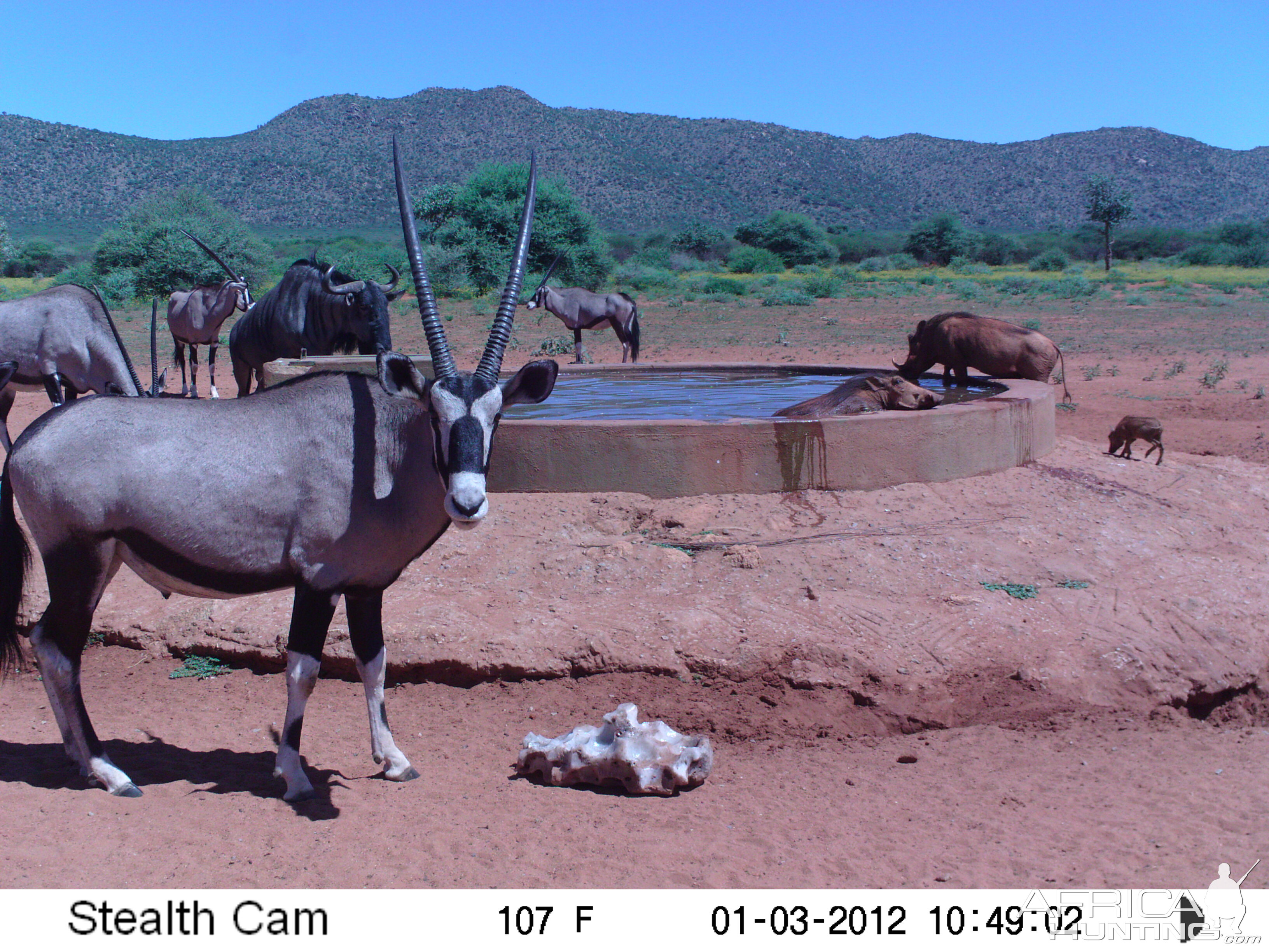 Trail Camera Namibia