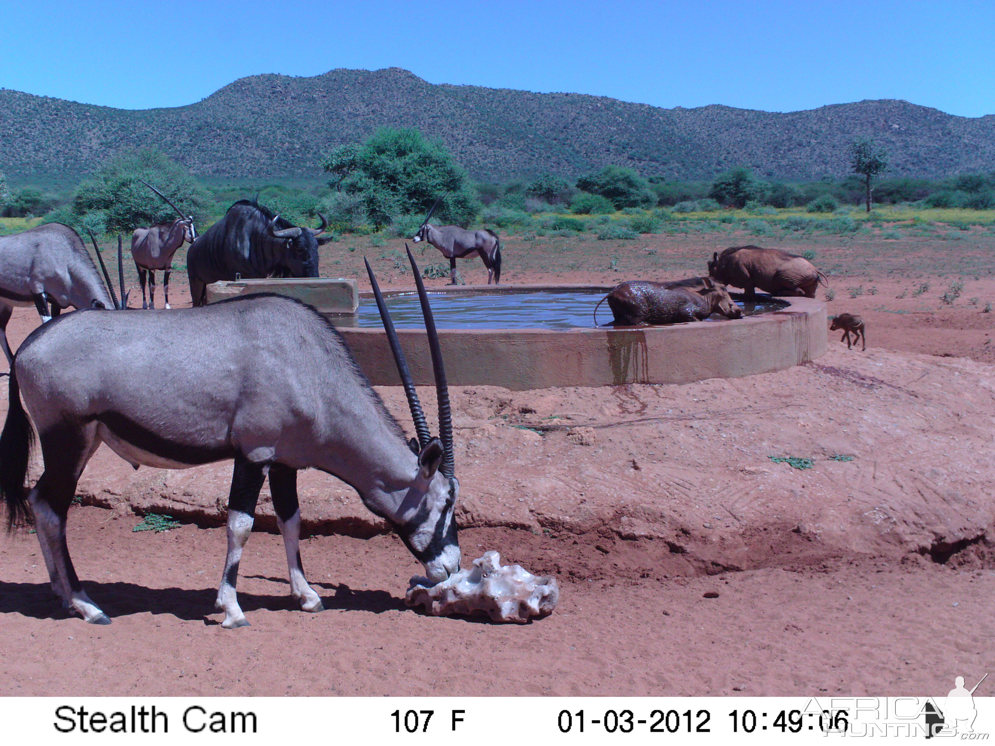 Trail Camera Namibia