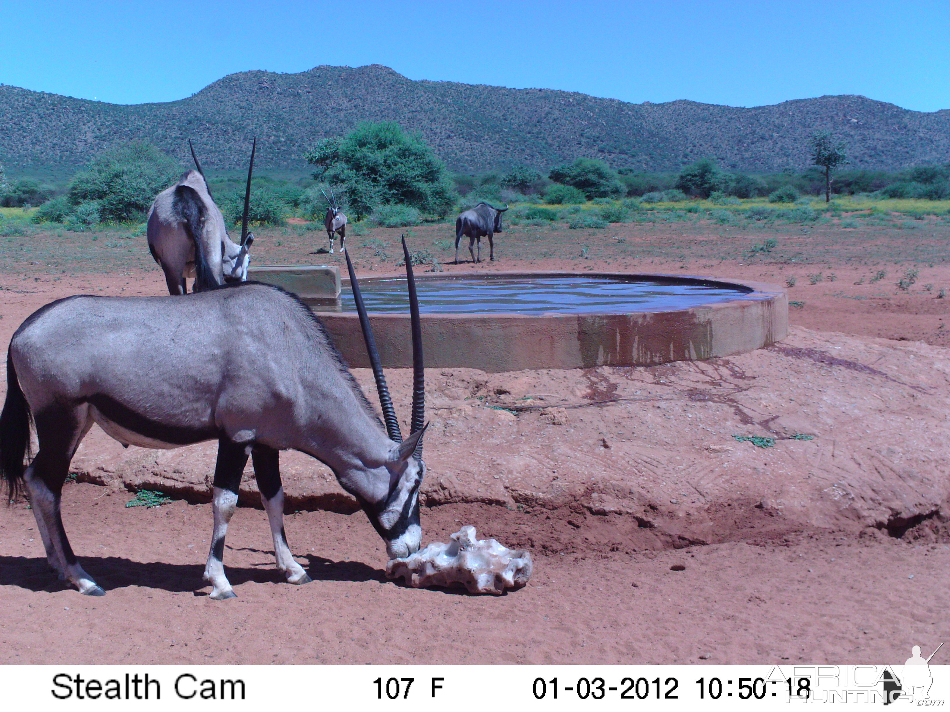 Trail Camera Namibia