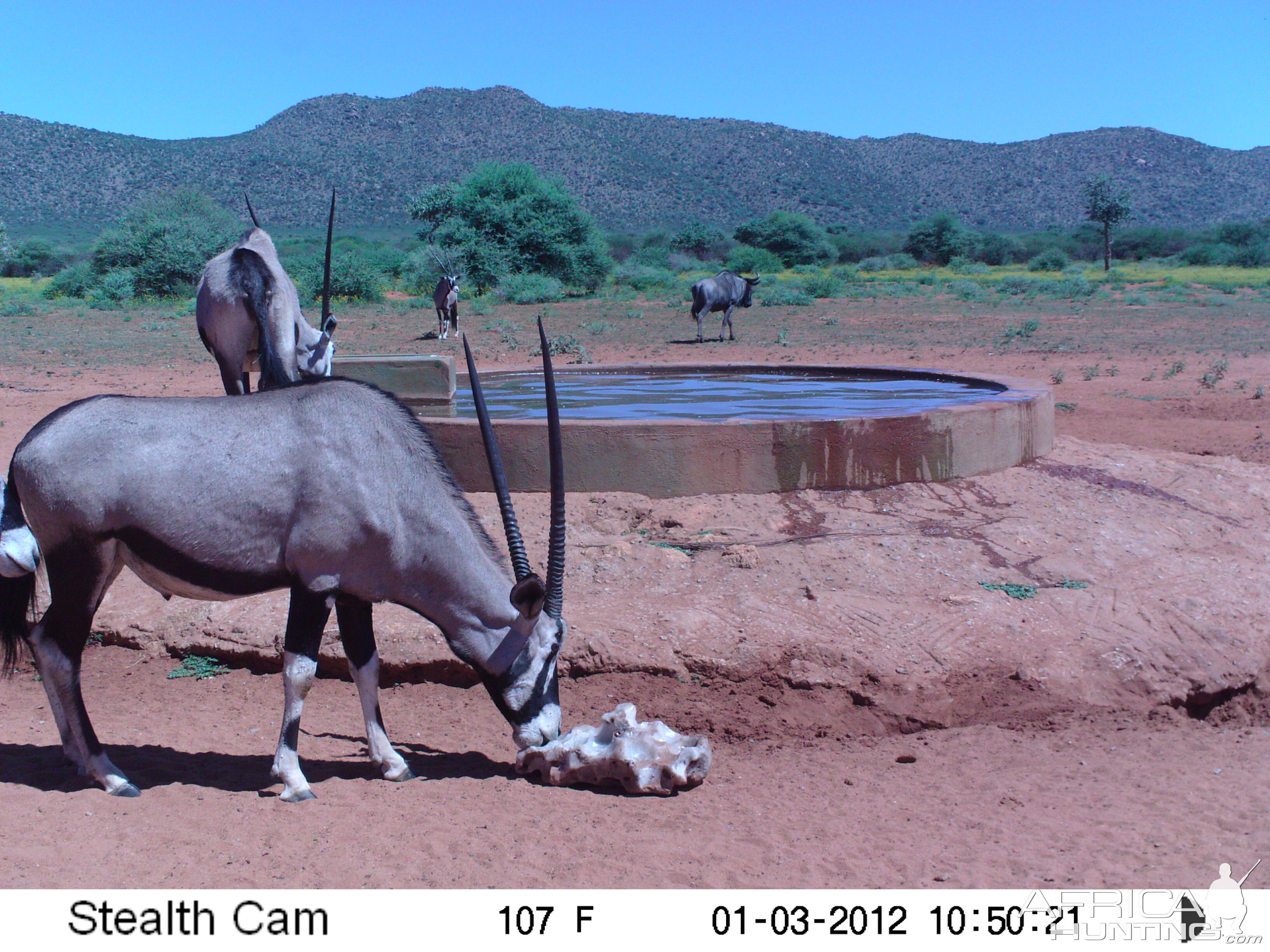 Trail Camera Namibia