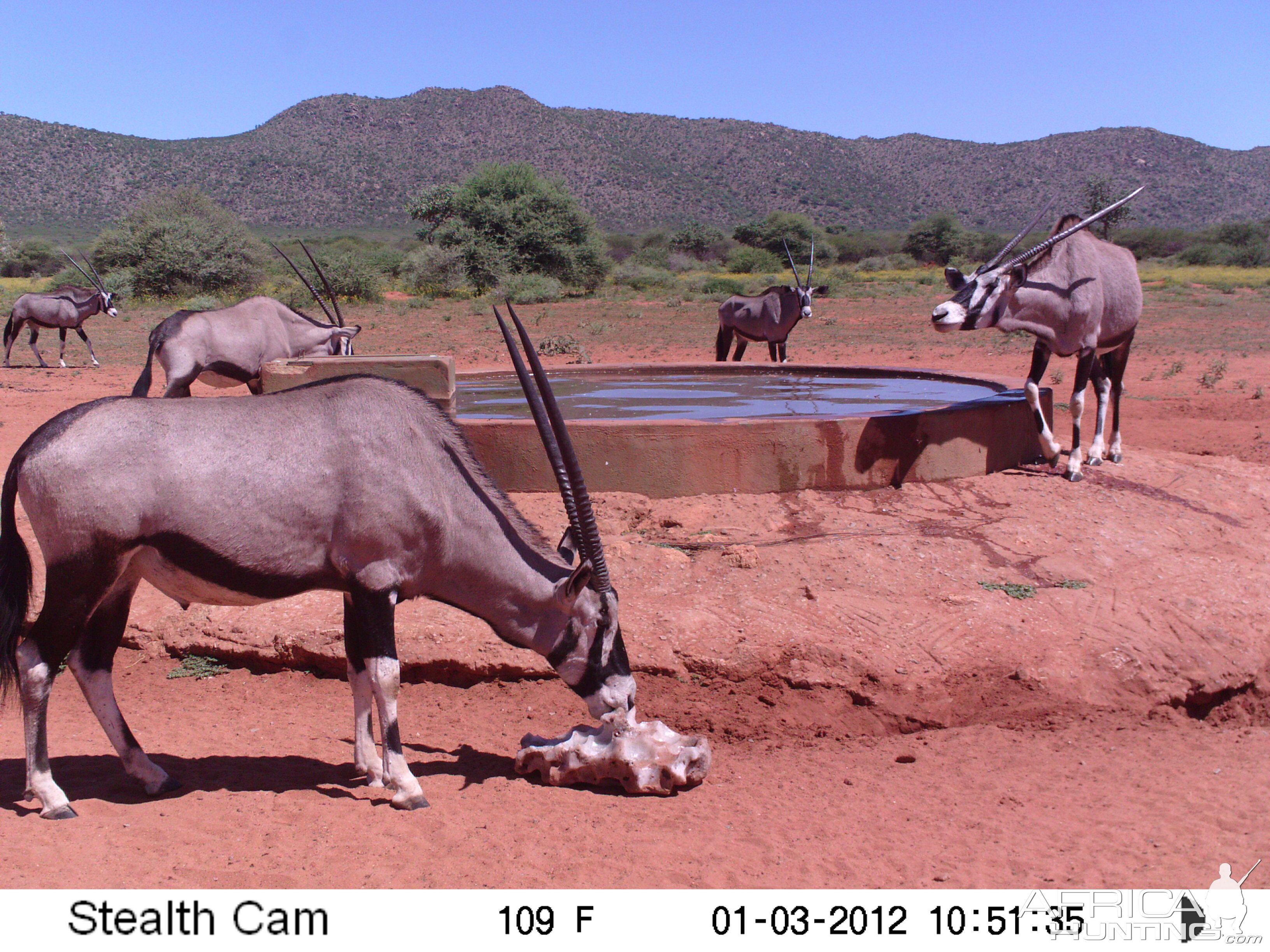 Trail Camera Namibia