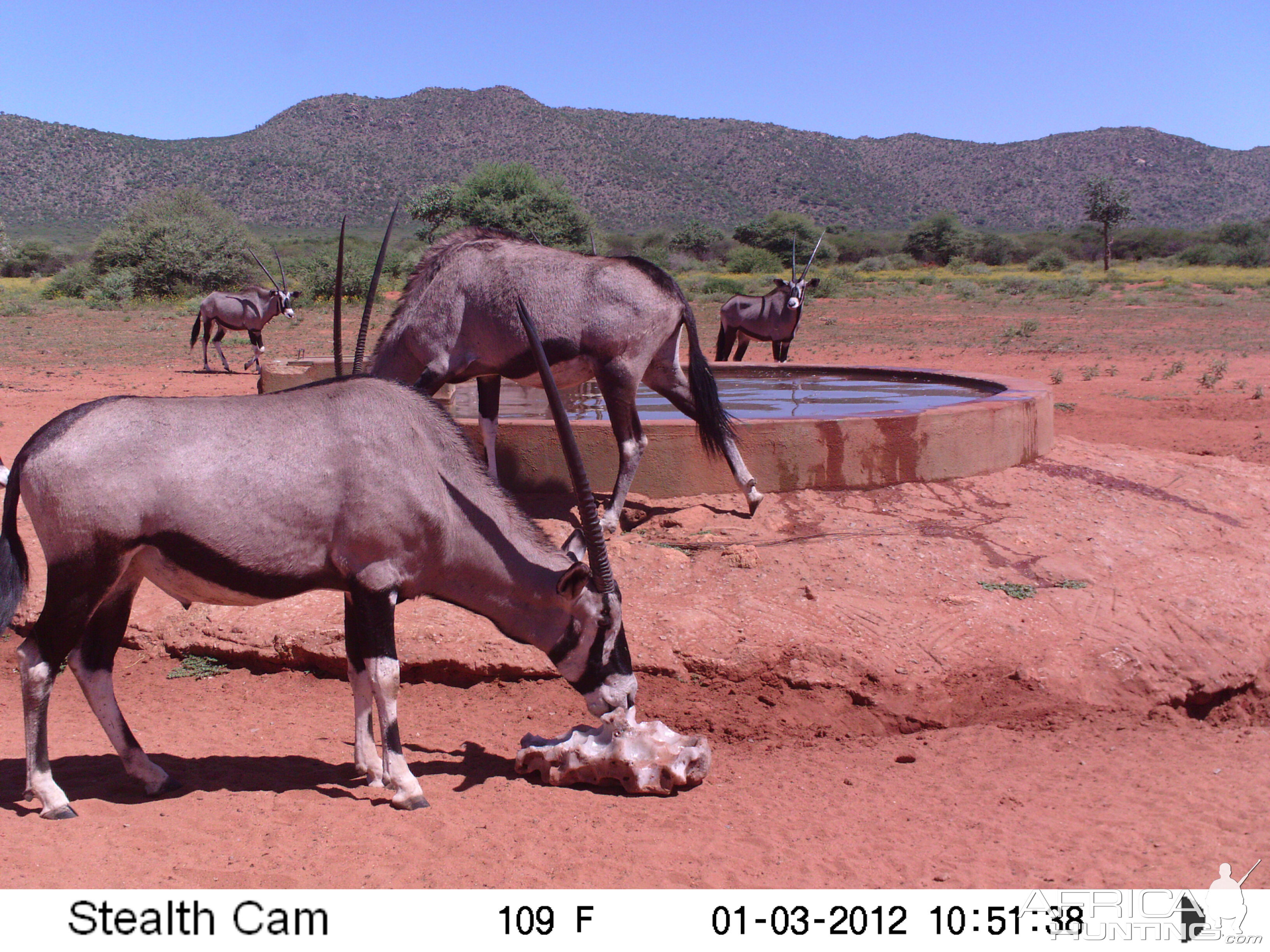 Trail Camera Namibia