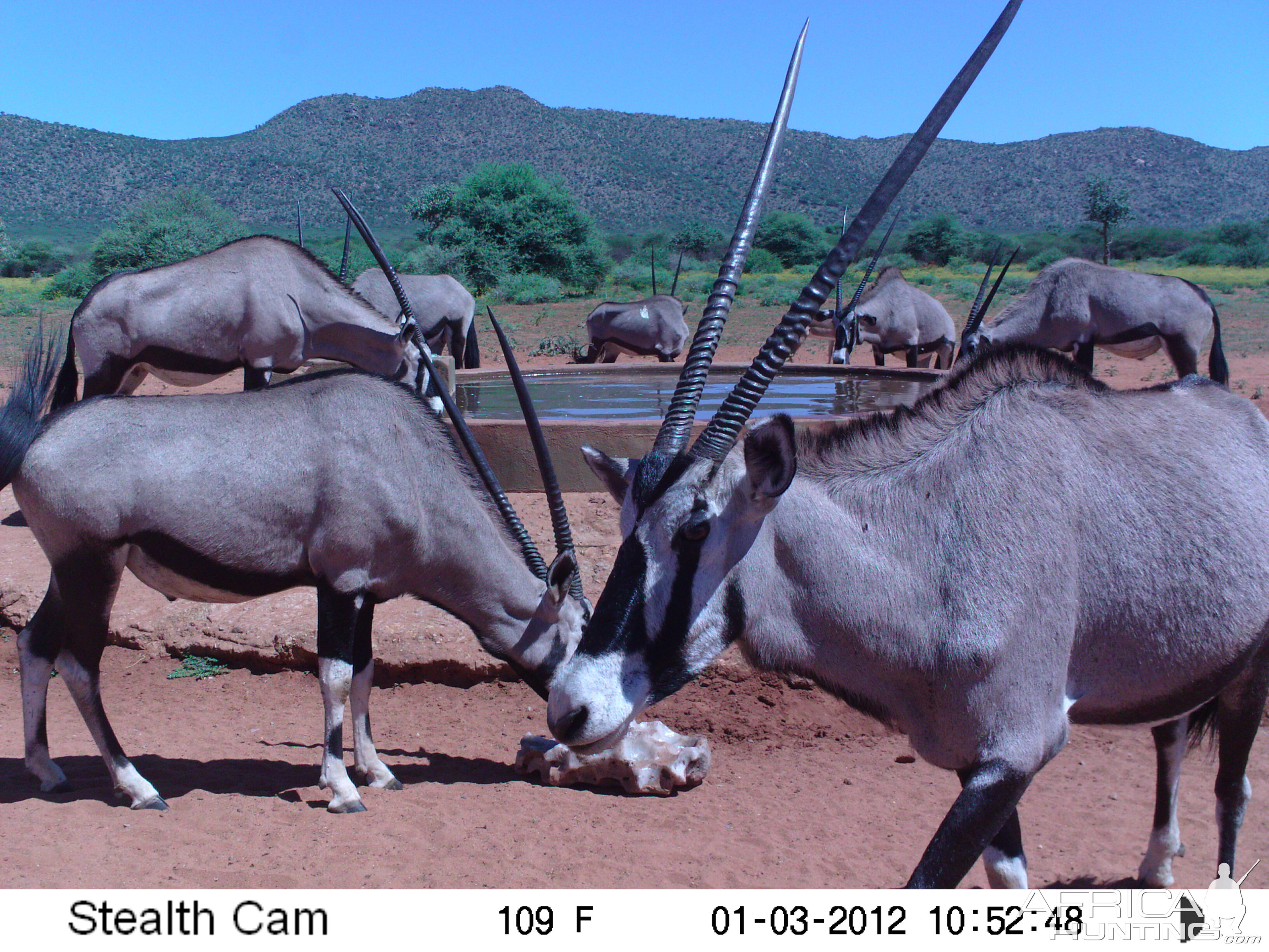 Trail Camera Namibia